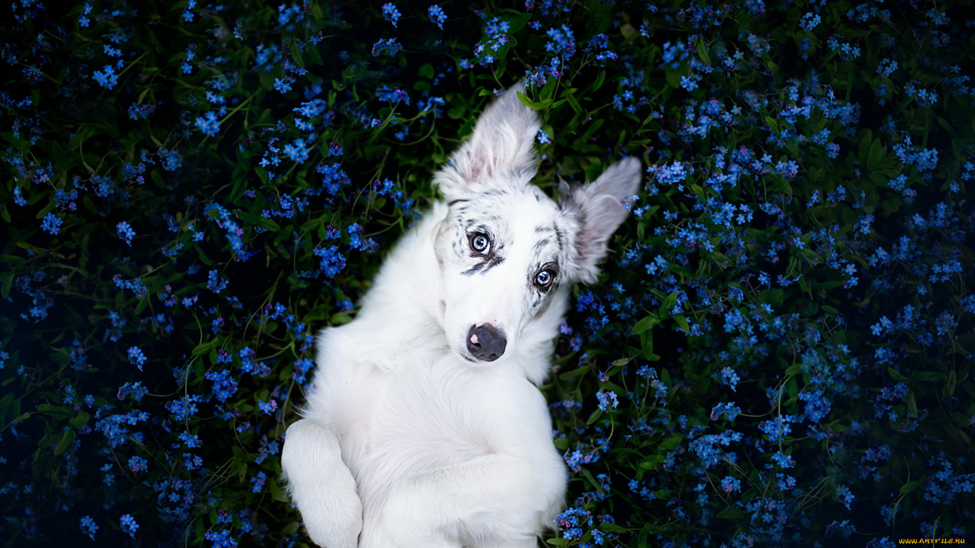 животные, собаки, собака, взгляд, друг