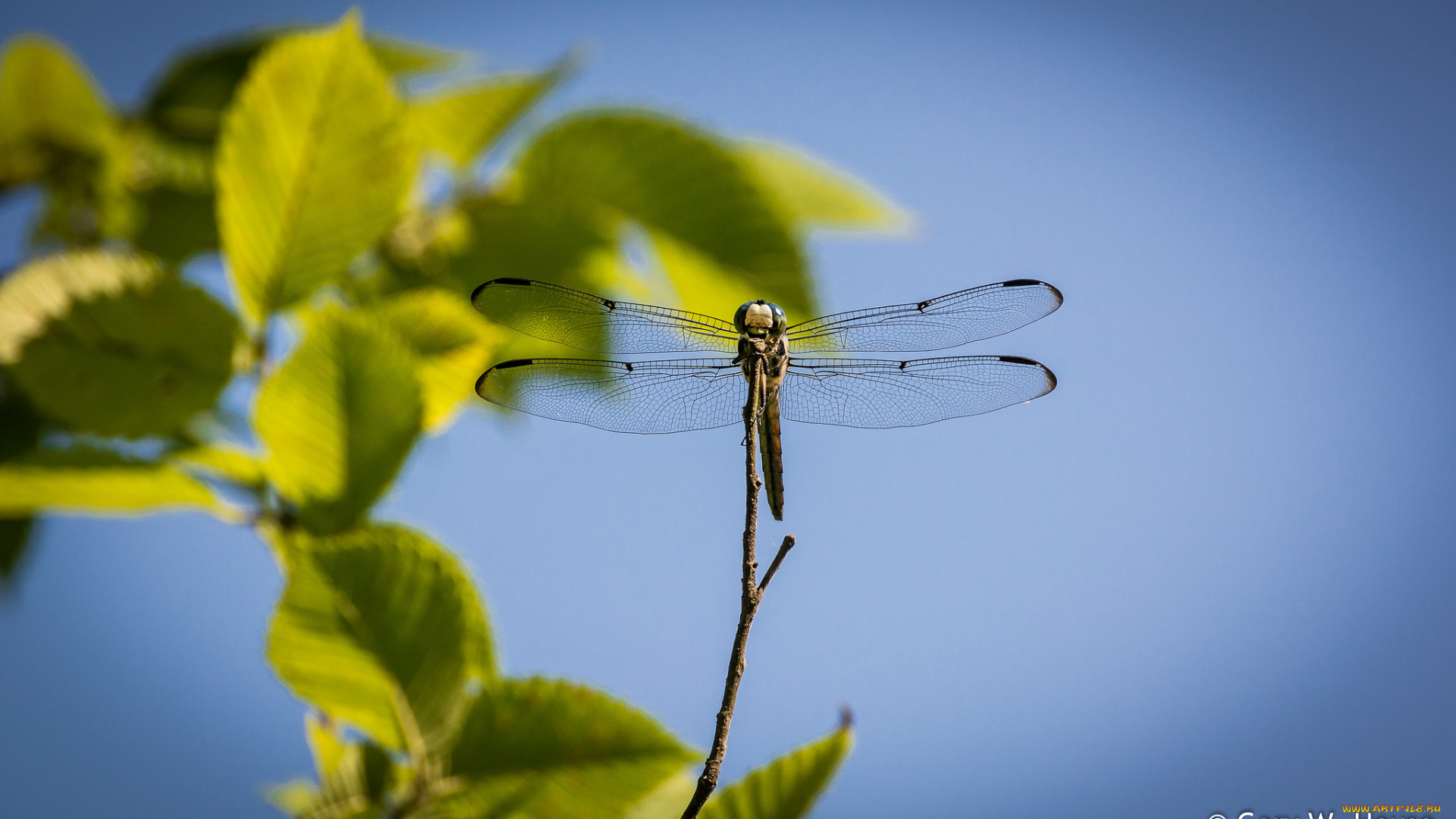 животные, стрекозы, стрекоза, макро
