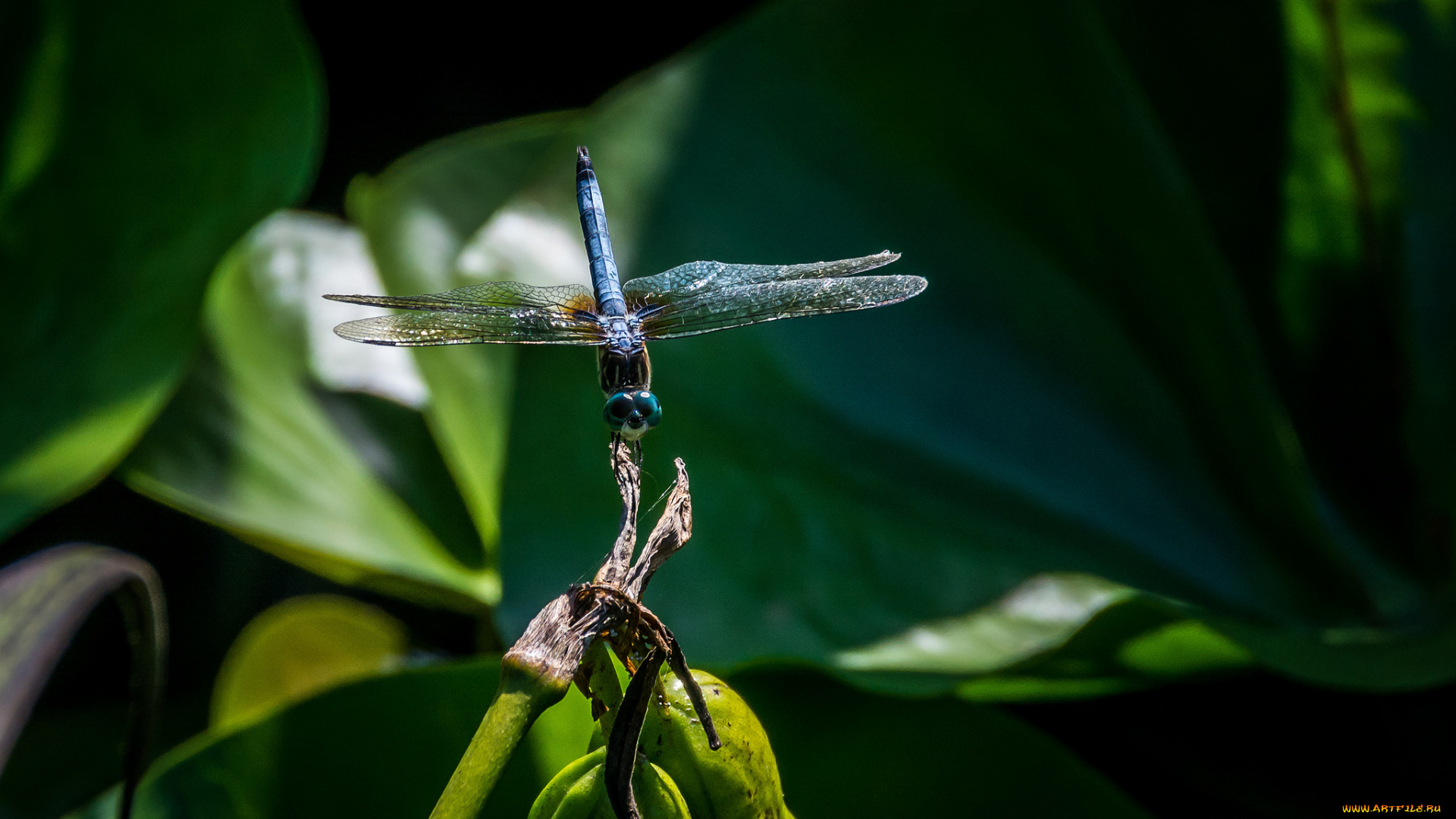 животные, стрекозы, стрекоза, макро