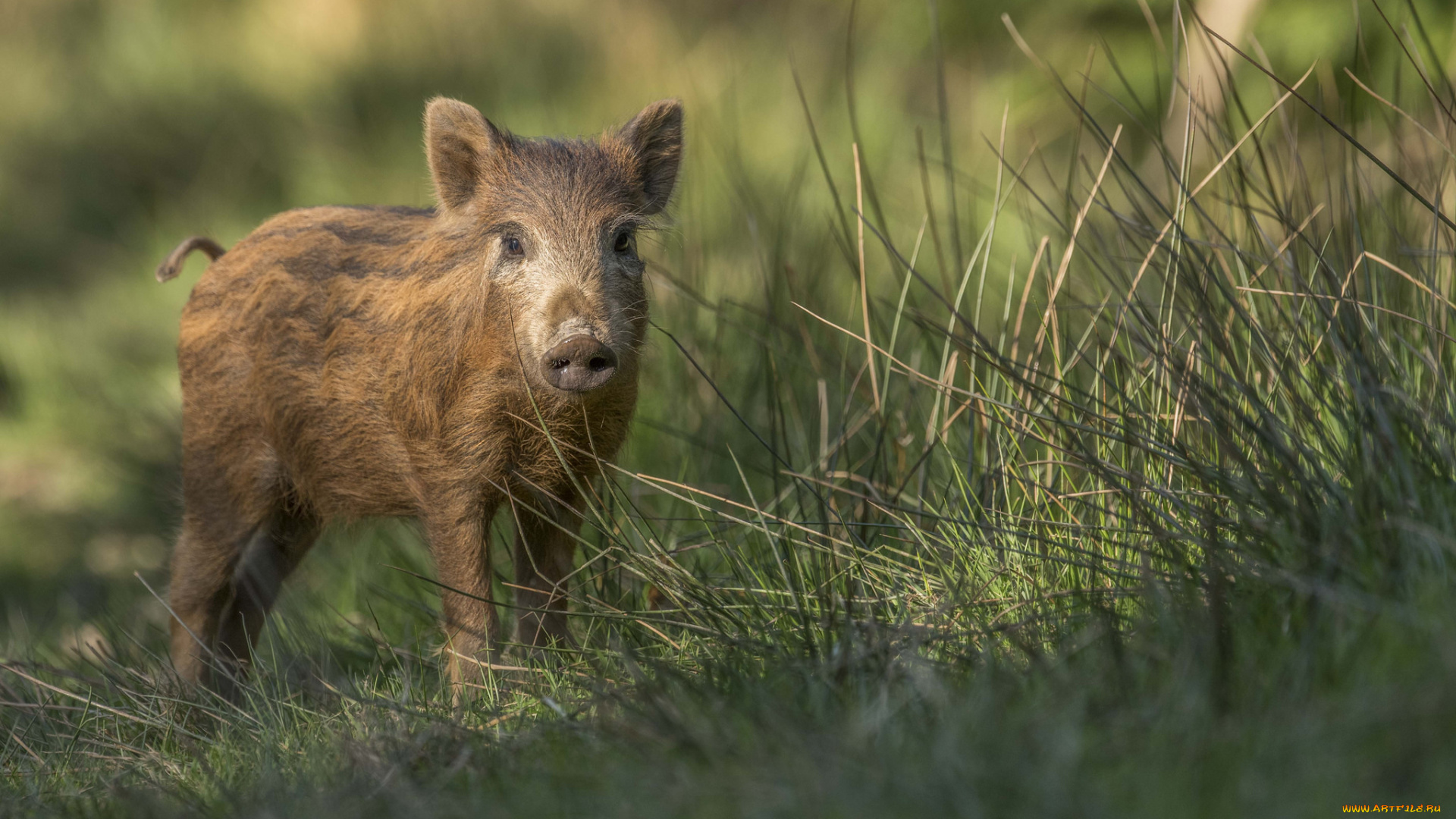 животные, свиньи, , кабаны, хрюша, трава, забавный