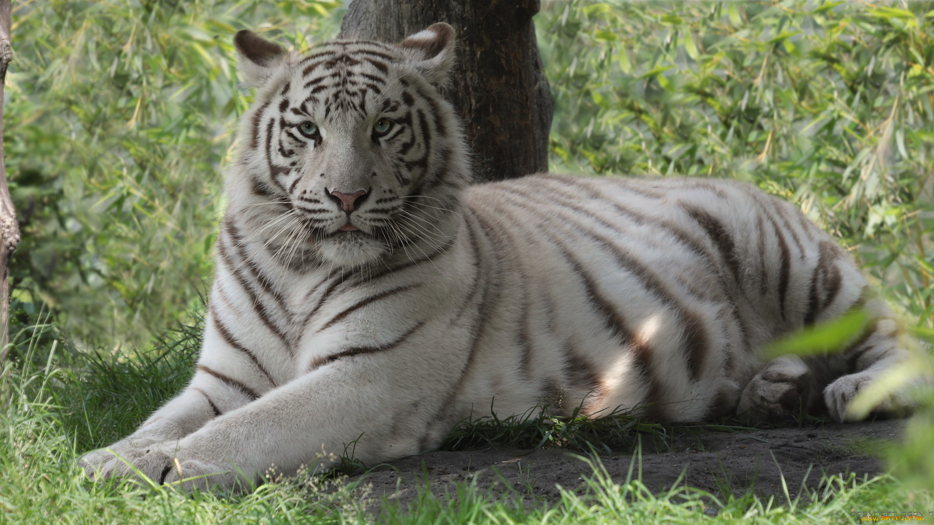 животные, тигры, тигр, амурский, кошка, взгляд, тигрёнок, котёнок, камень, мох