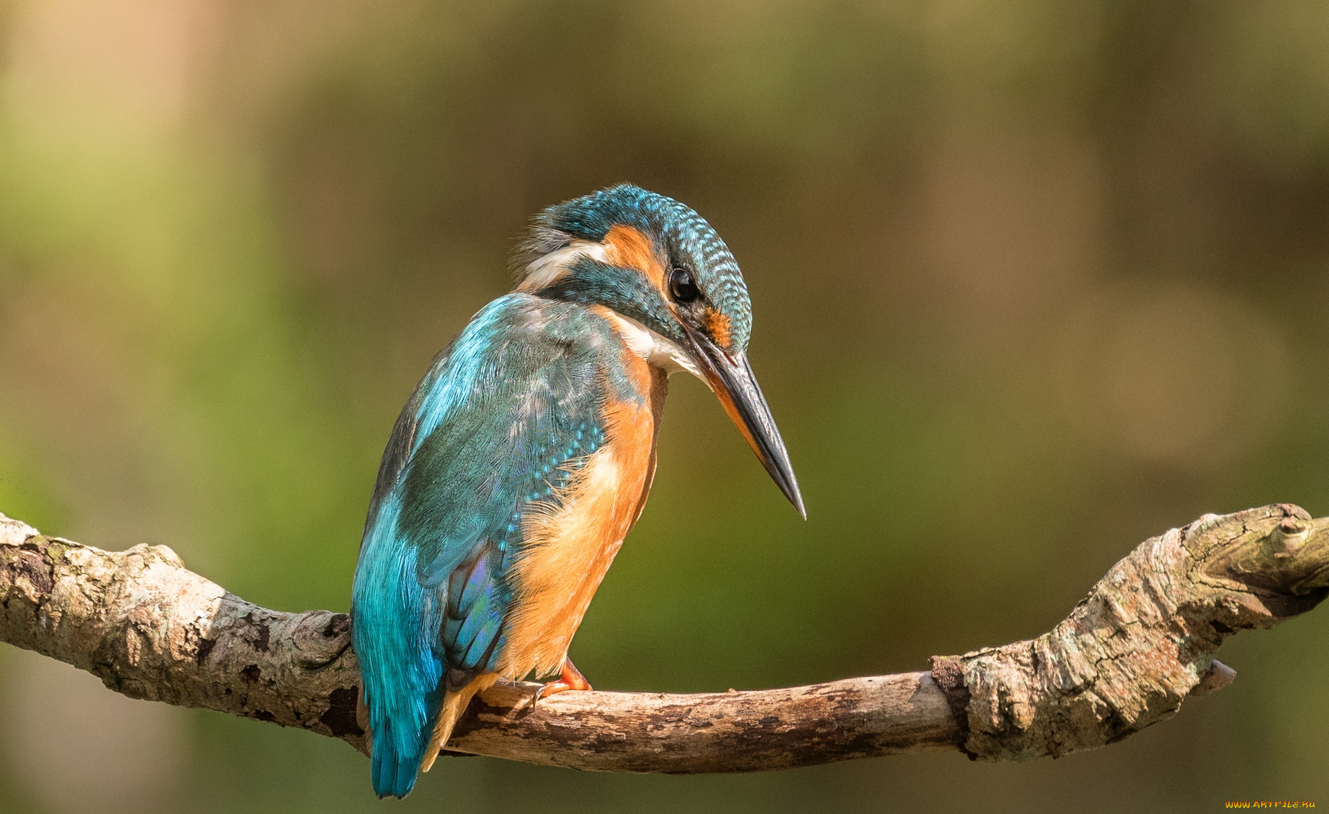 животные, зимородки, ветка, зимородок