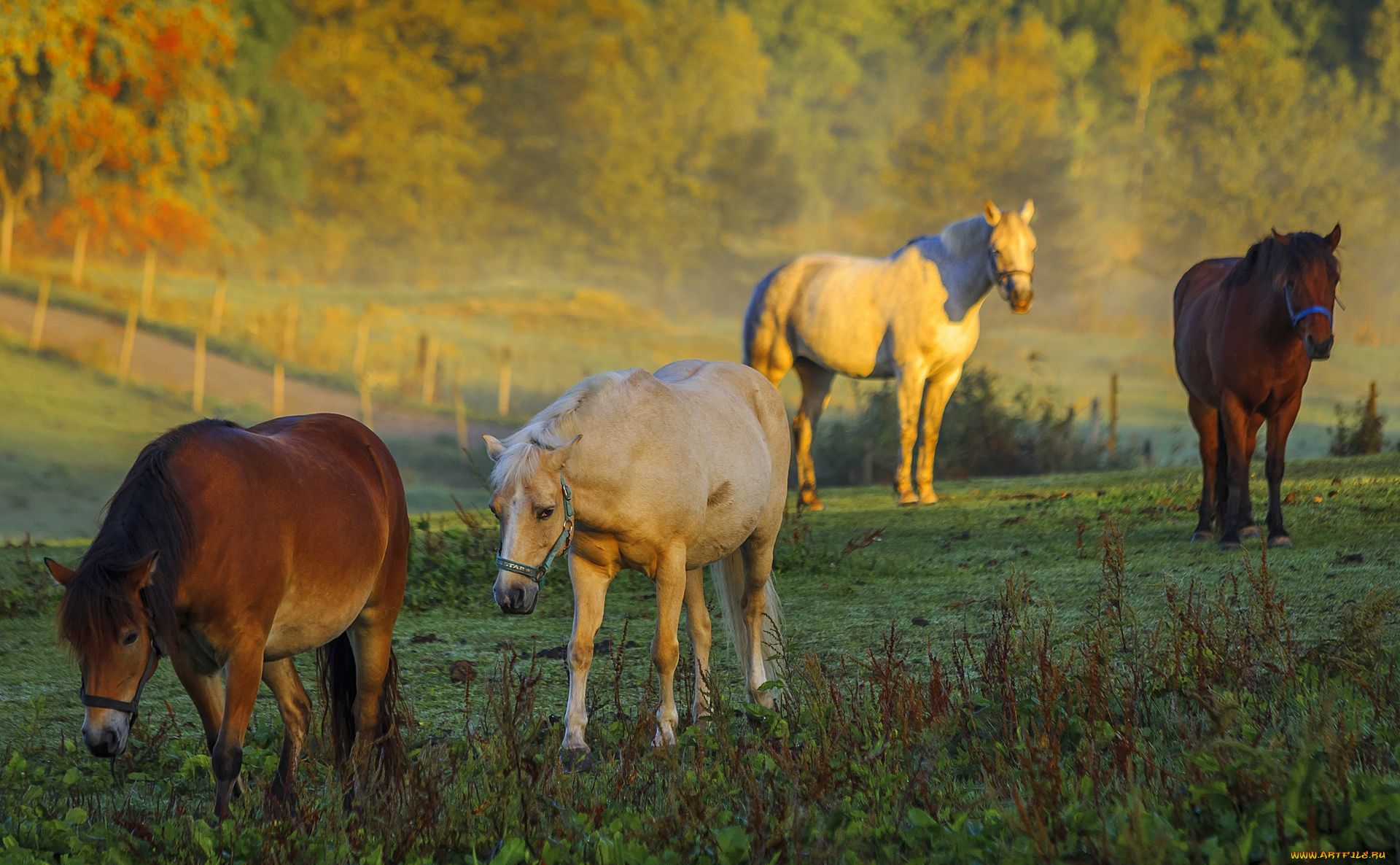 животные, лошади, трава, деревья, четыре