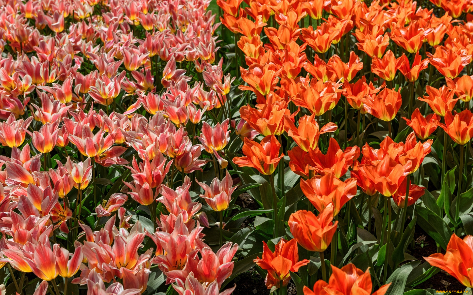 цветы, тюльпаны, разноцветные