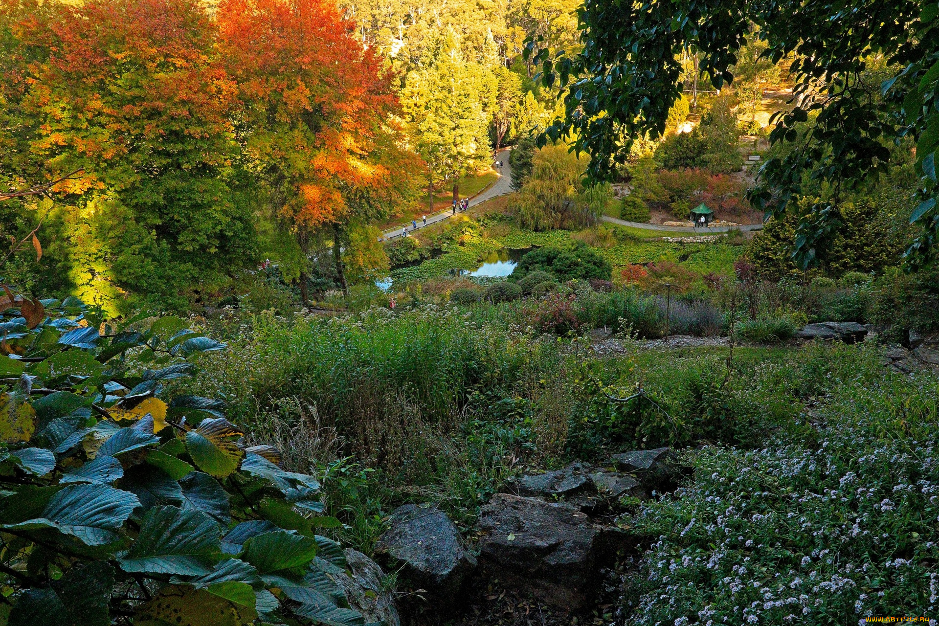 австралия, природа, парк, камни, цветы, деревья