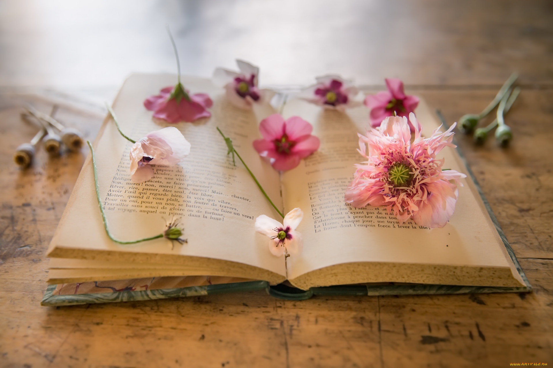 разное, канцелярия, , книги, книга, фон, маки, цветы