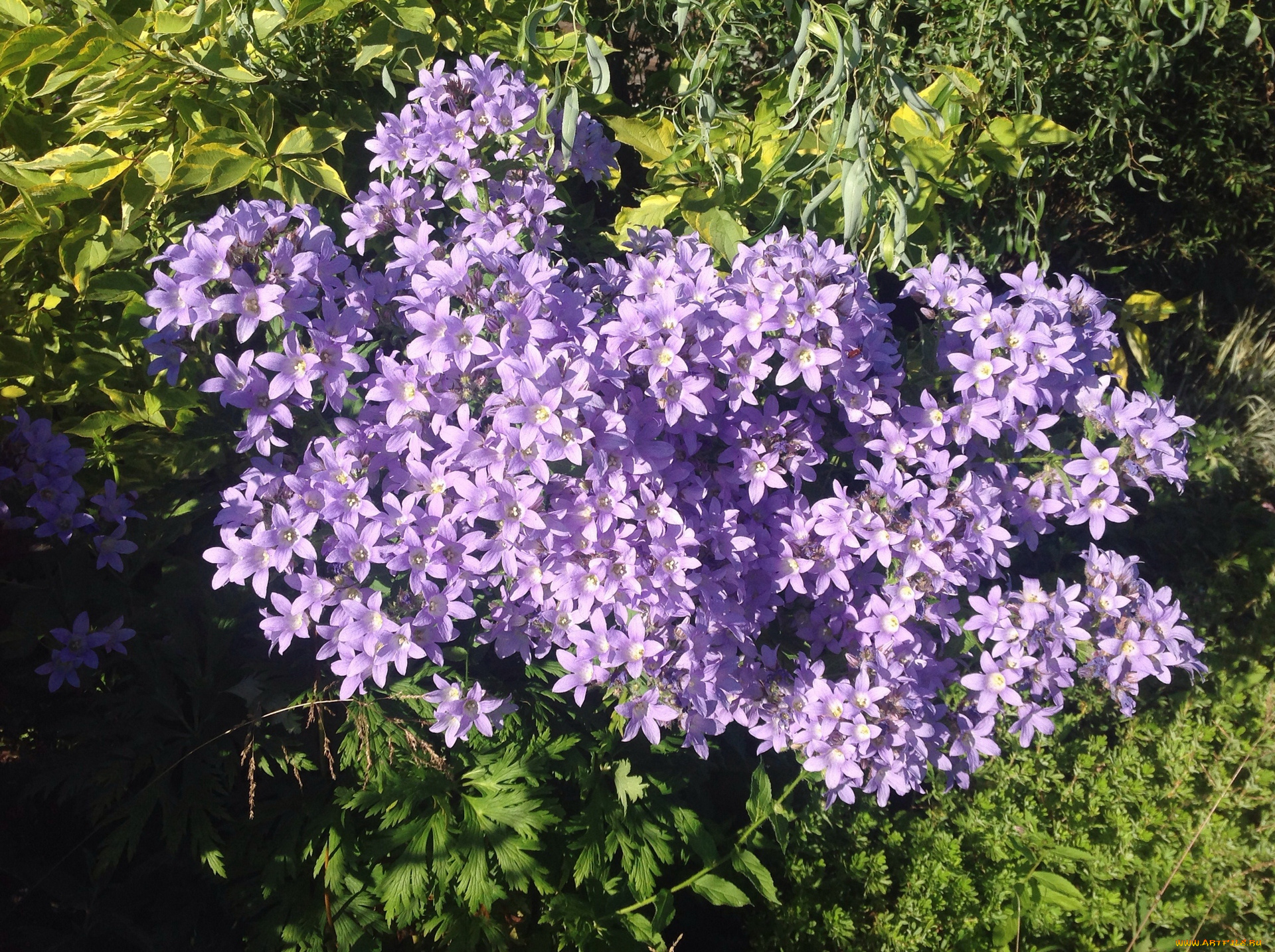 цветы, колокольчики, сиреневый, цвет