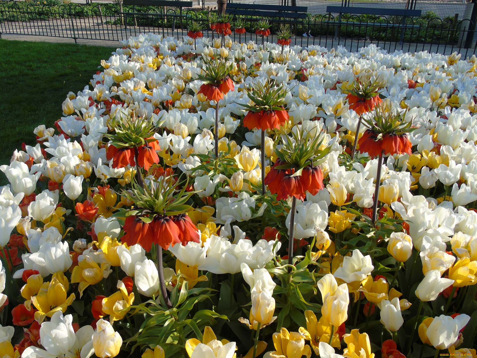 цветы, разные, вместе, разноцветные