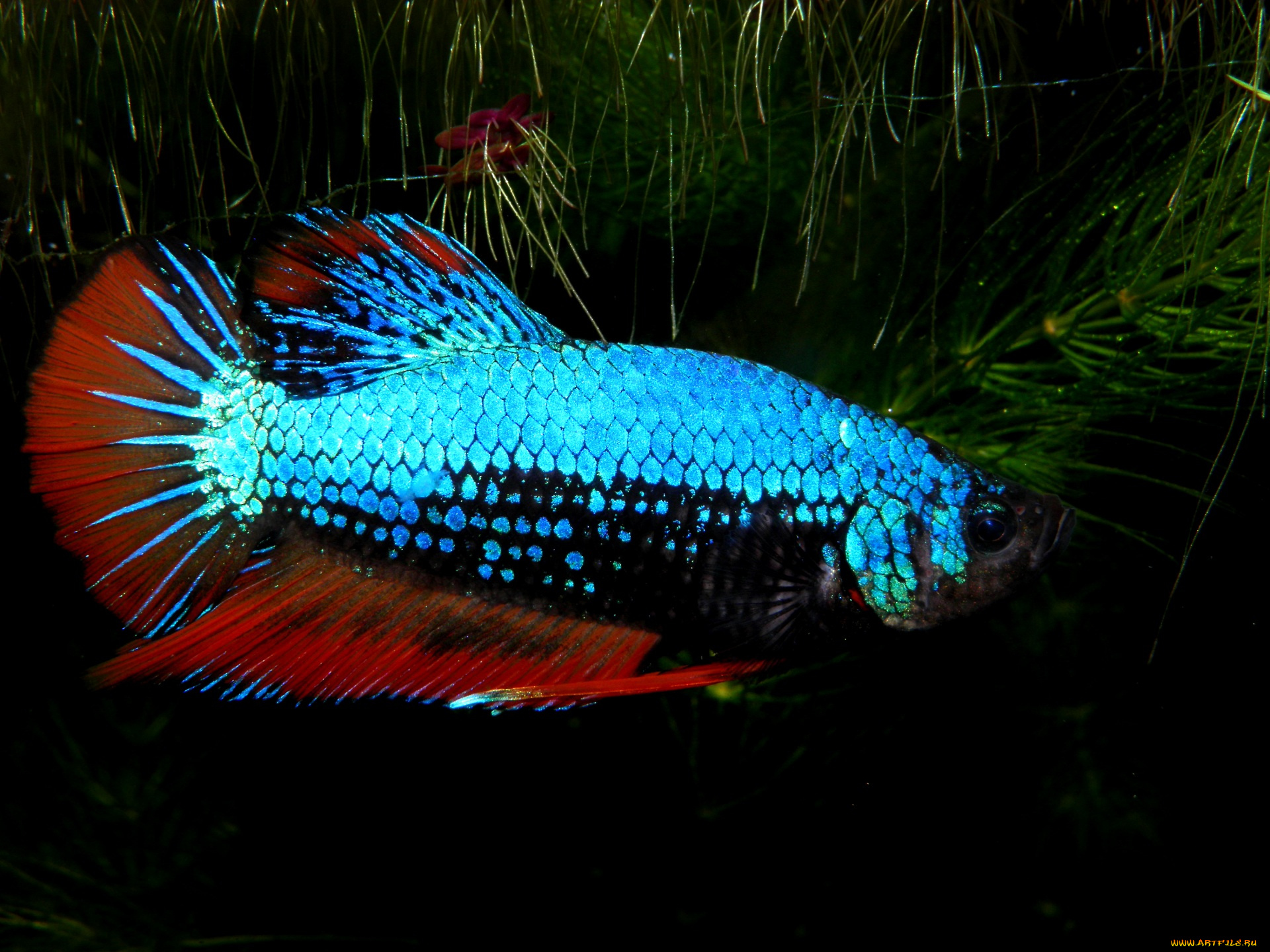 животные, рыбы, растение