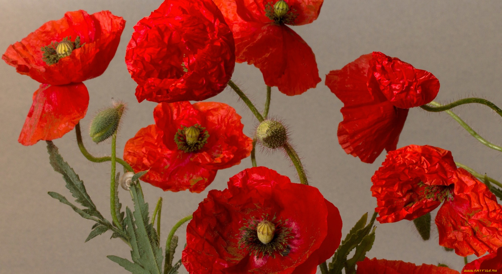 цветы, маки, лепестки, природа