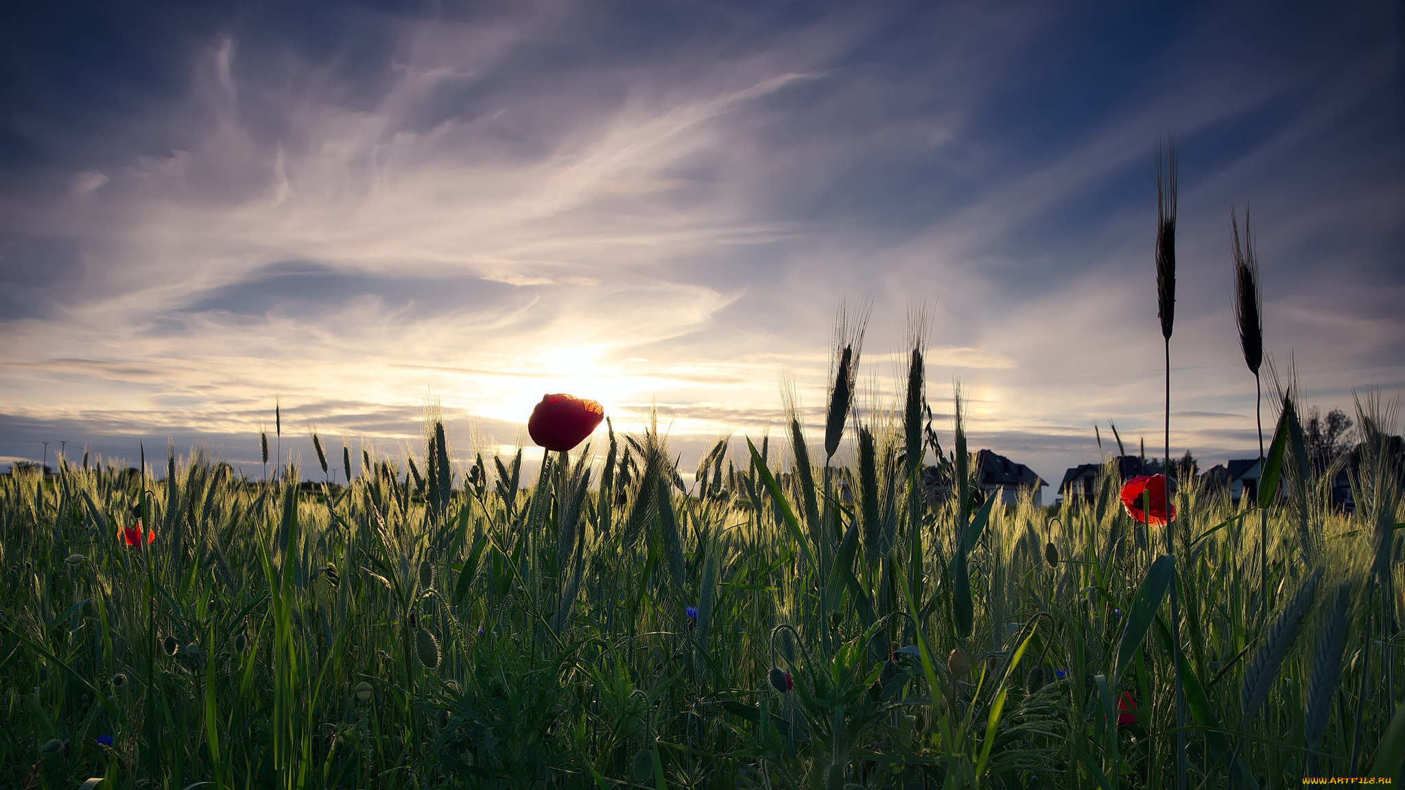 природа, восходы, закаты, закат, пейзаж, колосья, небо, деревня, дома, облака, маки, солнце, злаки, рожь, поле, мак, настроение, вечер, цветы