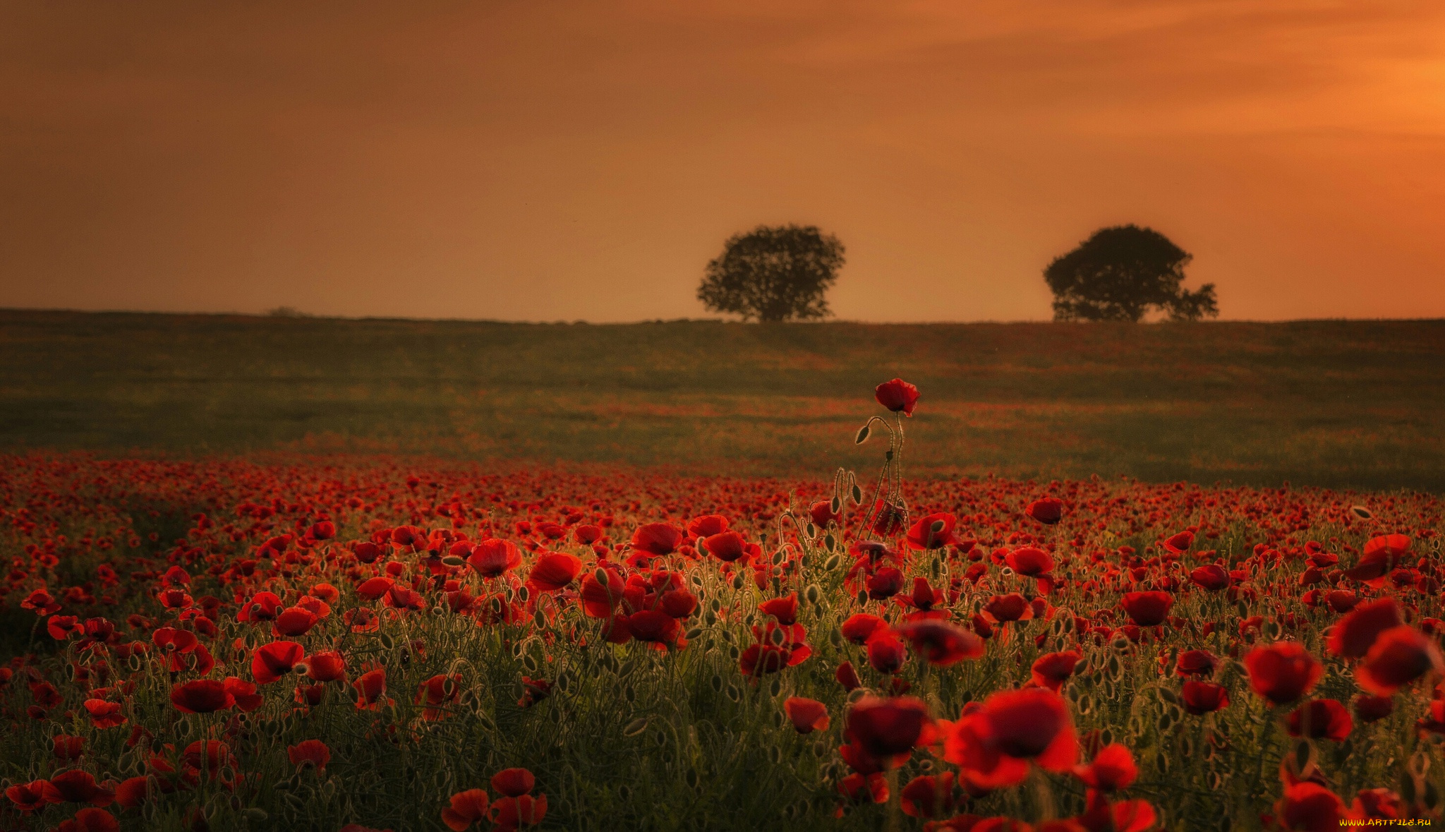 цветы, маки, деревья, холмы, луг, поле