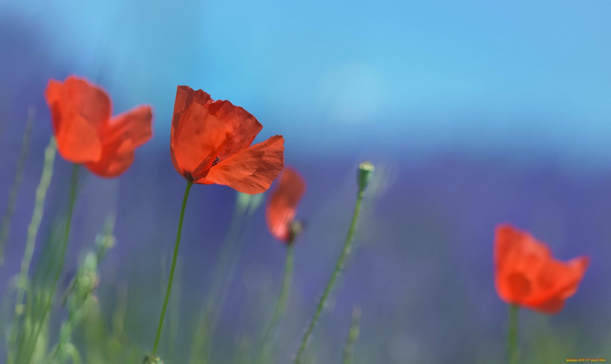 цветы, маки, лето