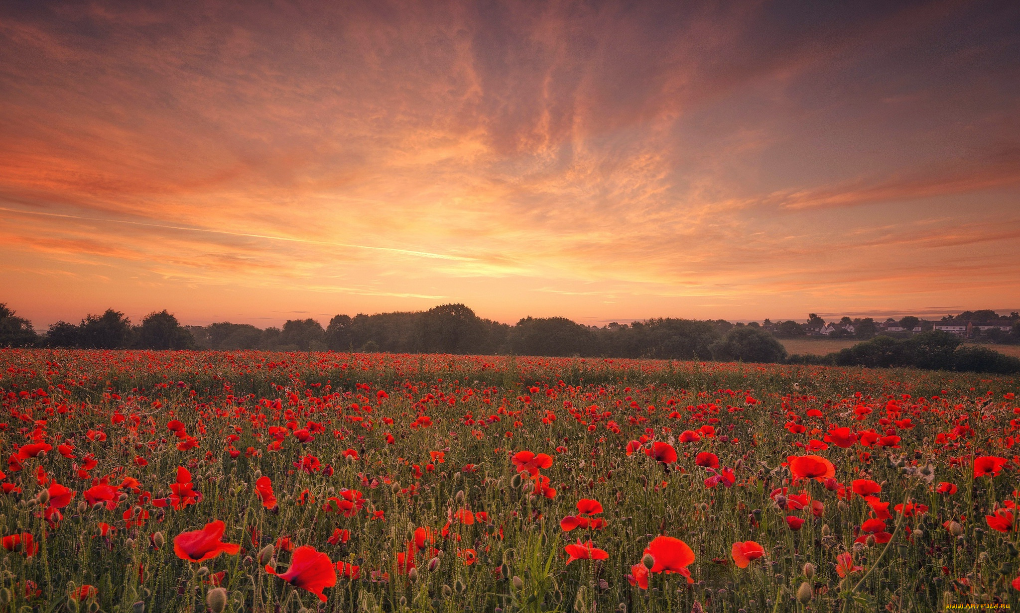 цветы, маки, закат, поле