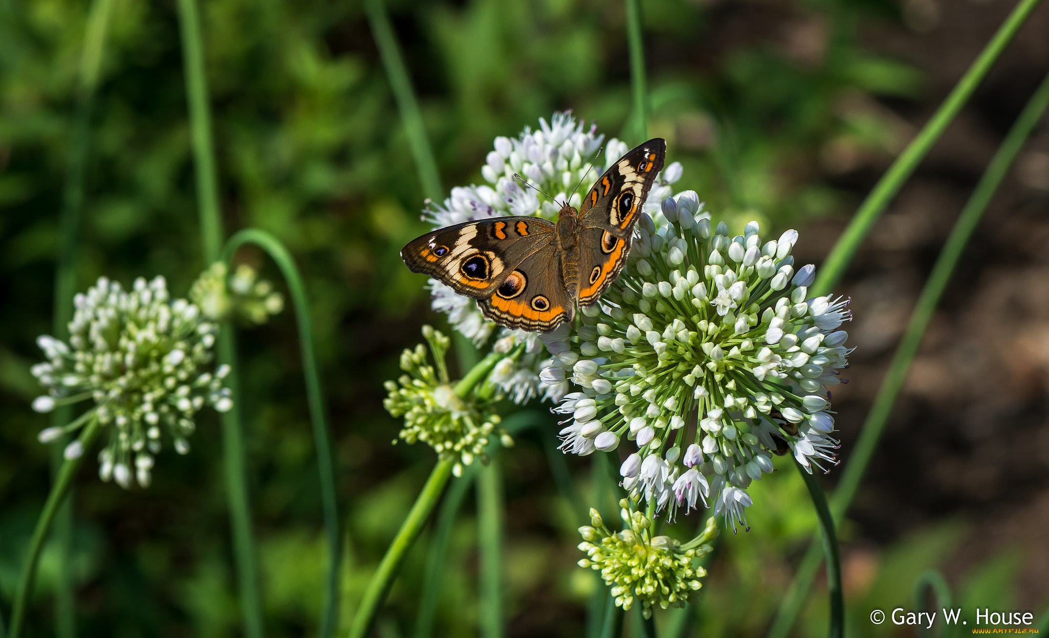 животные, бабочки, , мотыльки, , моли, лук, бабочка