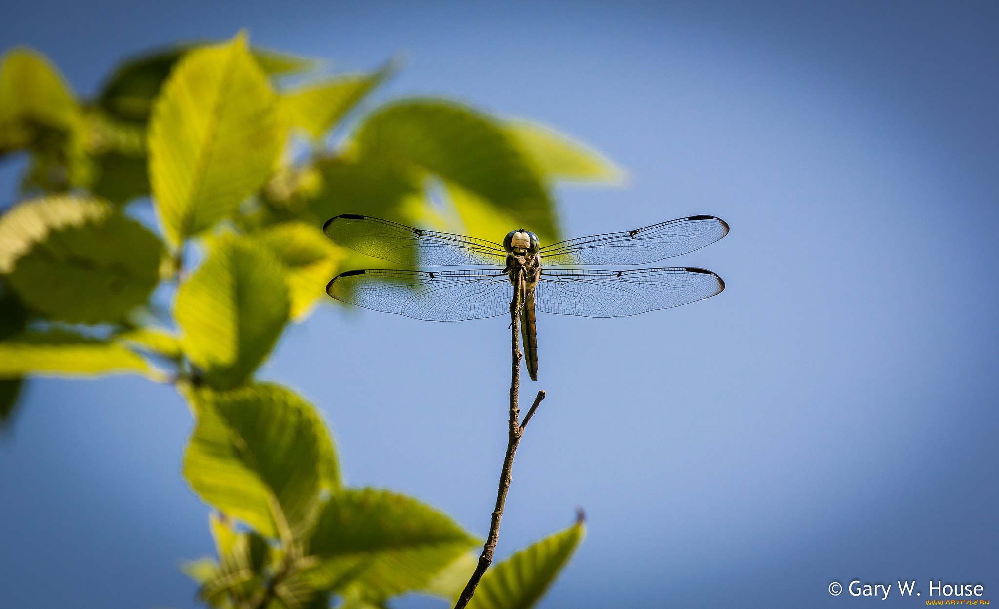 животные, стрекозы, стрекоза, макро