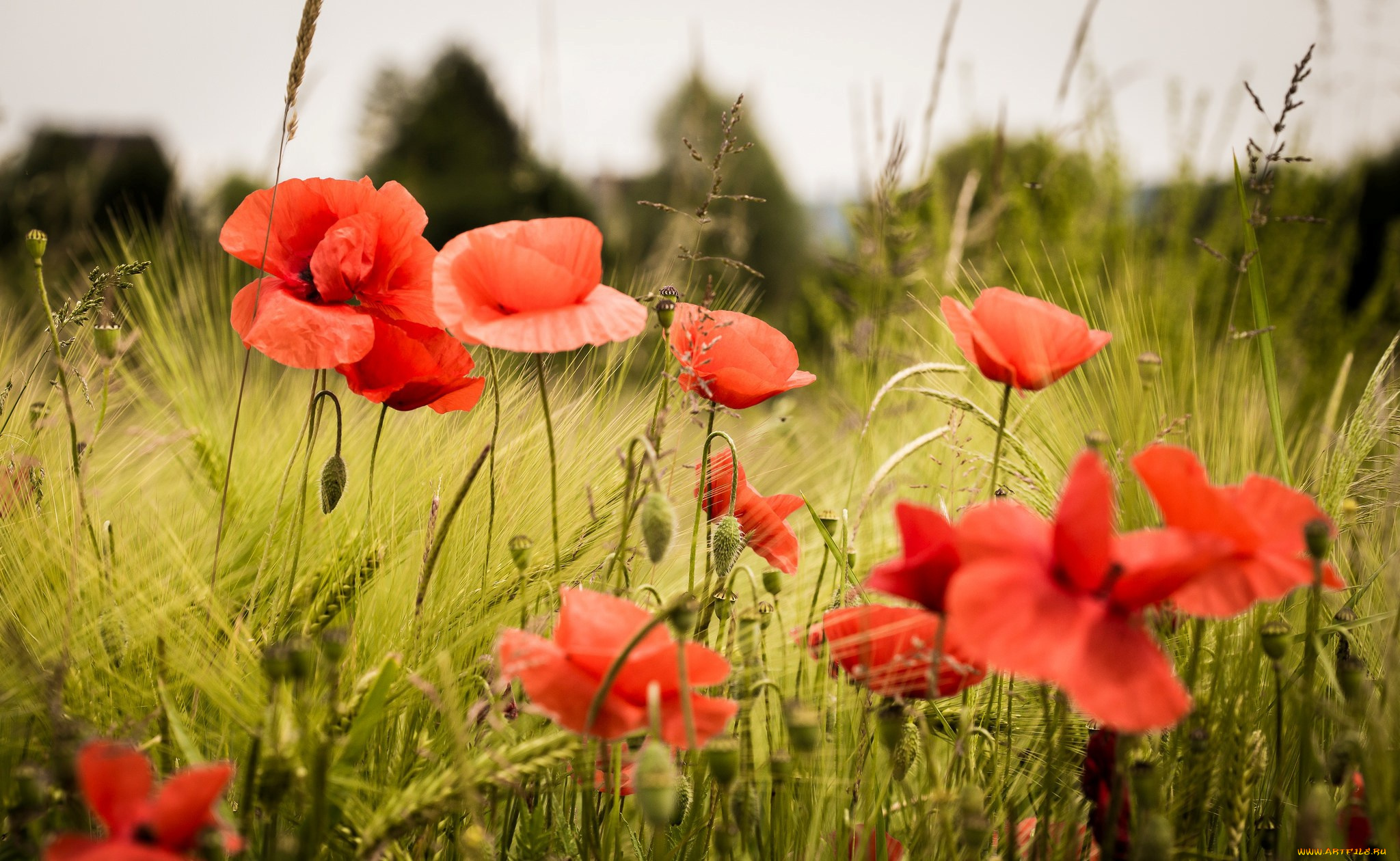 цветы, маки, красные, трава, много