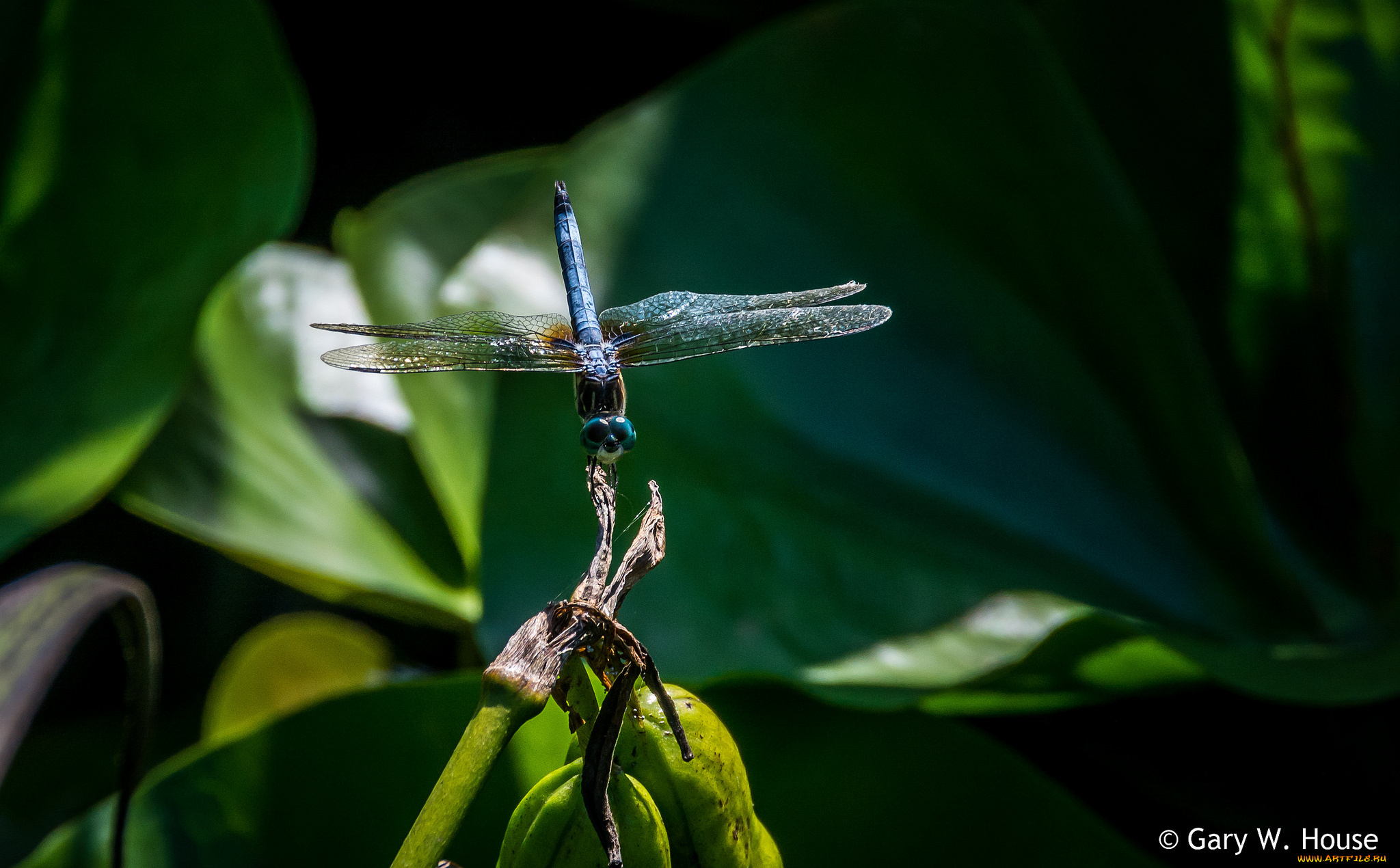 животные, стрекозы, стрекоза, макро