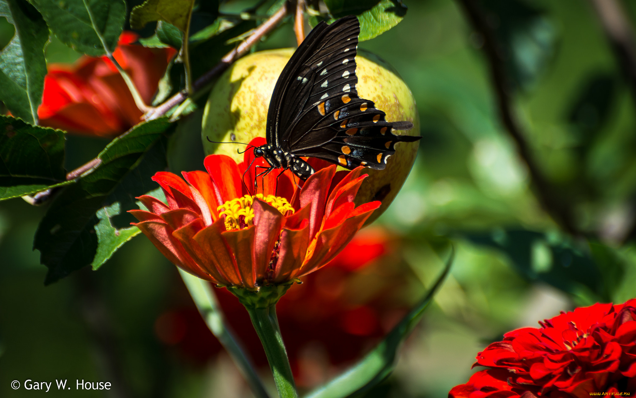 животные, бабочки, , мотыльки, , моли, цветы, бабочка