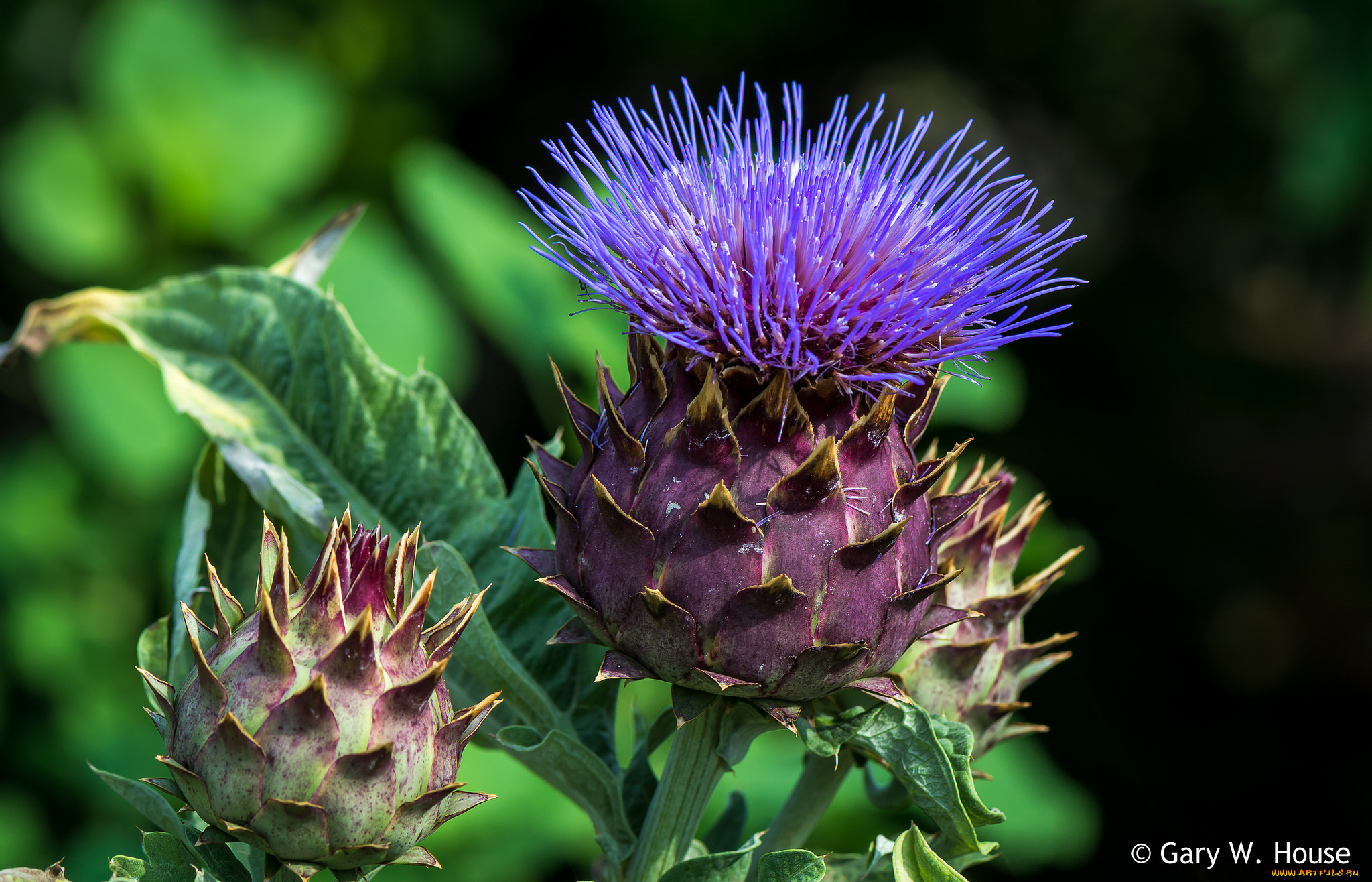 цветы, Чертополох, , репейник, чертополох, макро