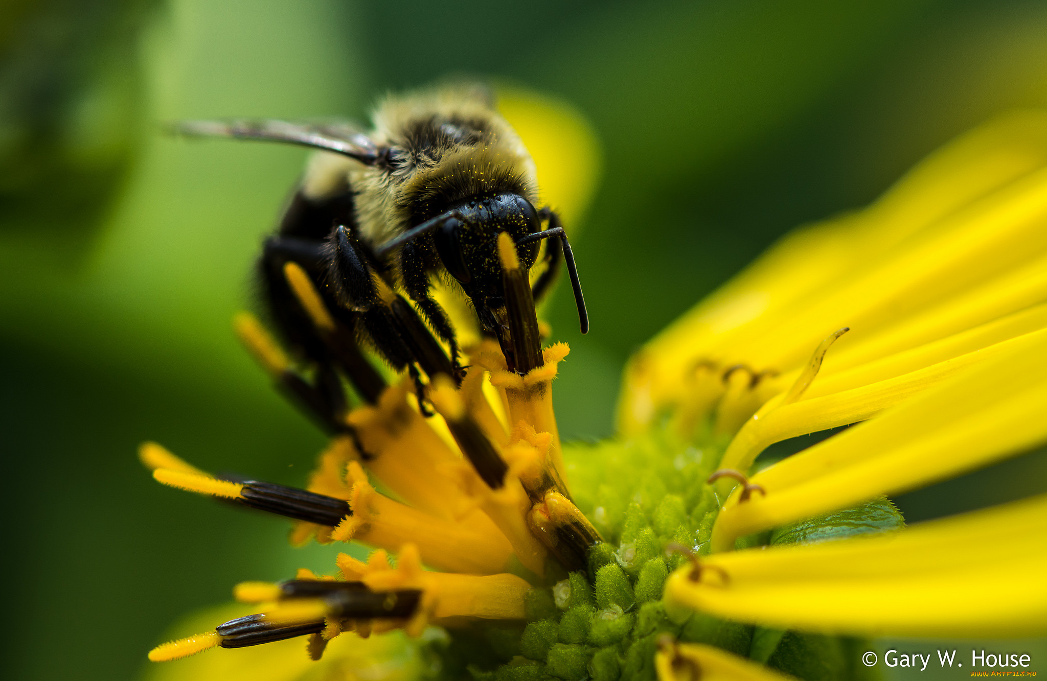 животные, пчелы, , осы, , шмели, макро, пчела