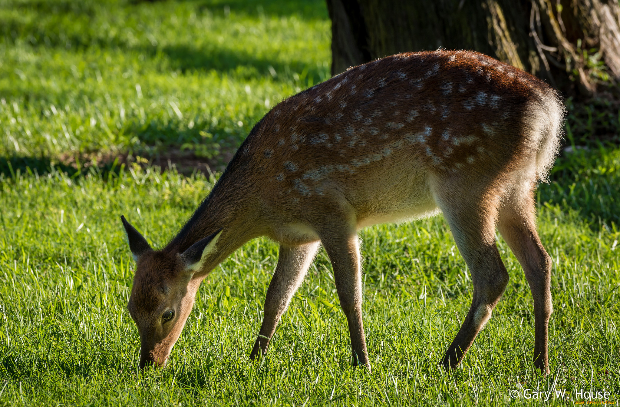 животные, олени, трава, оленёнок