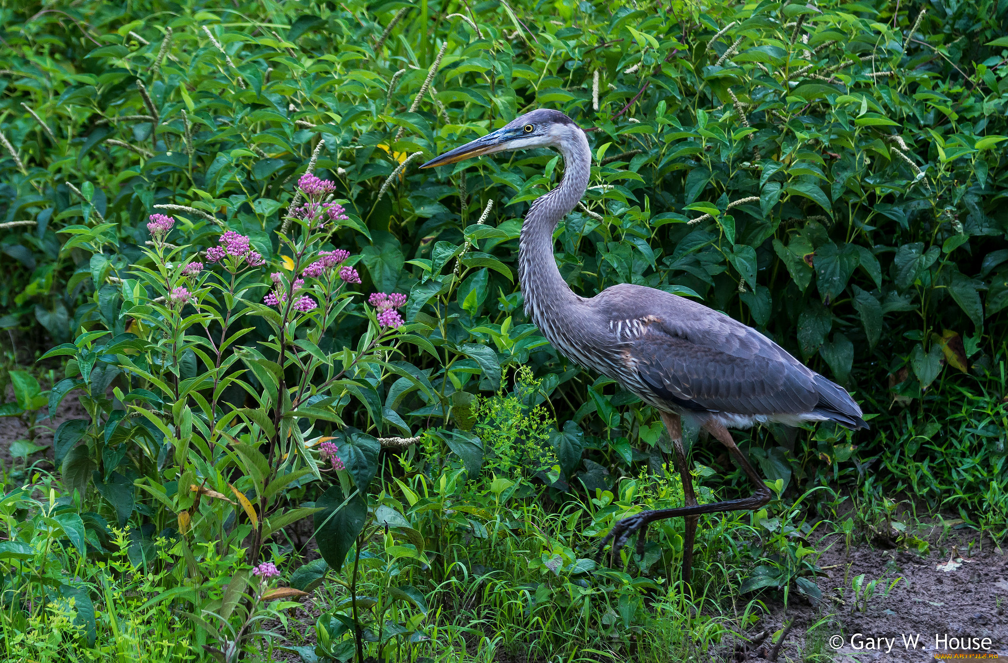 животные, цапли, , выпи, трава, цапля