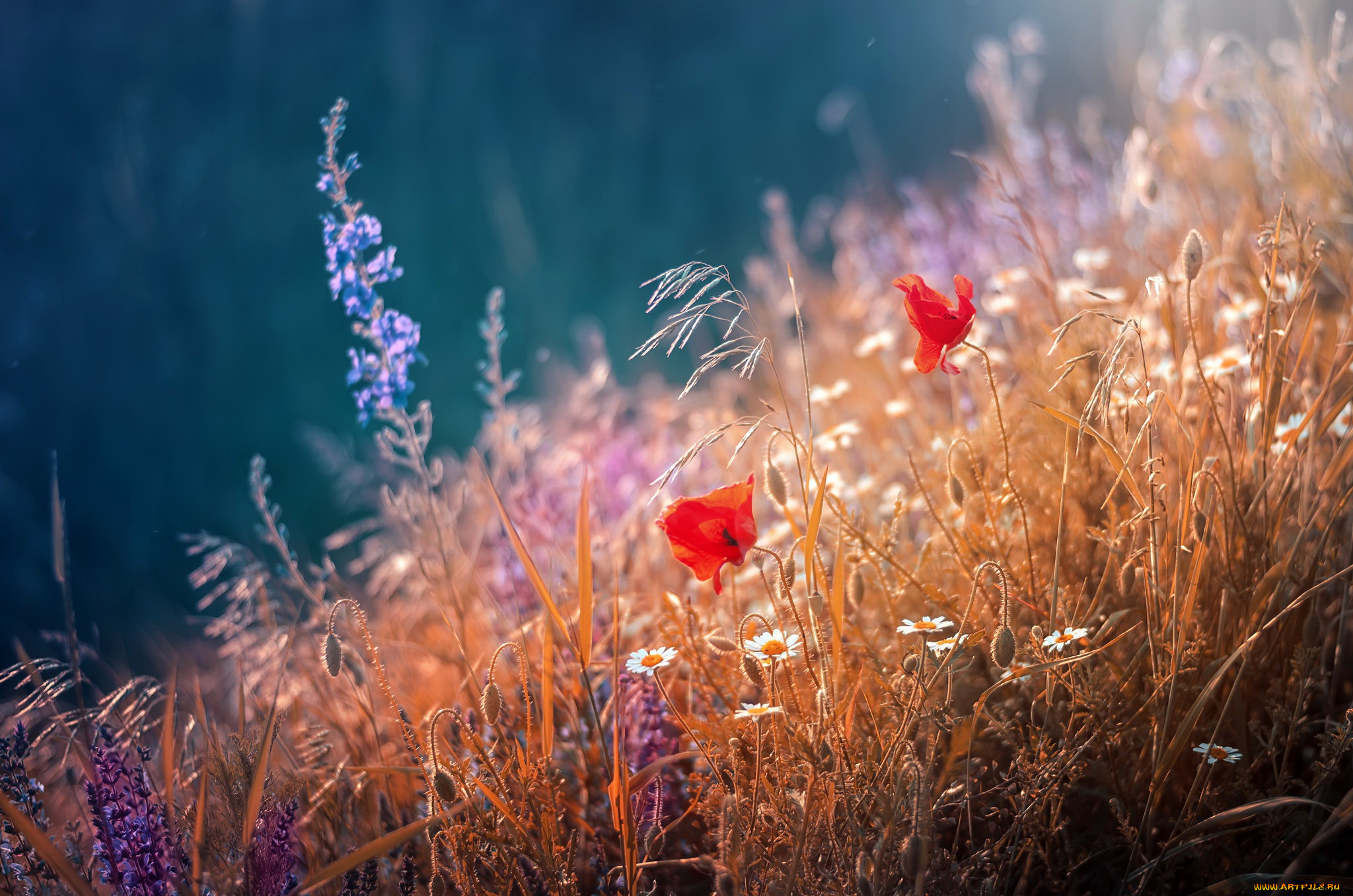 цветы, луговые, , полевые, , цветы, трава, лето, маки