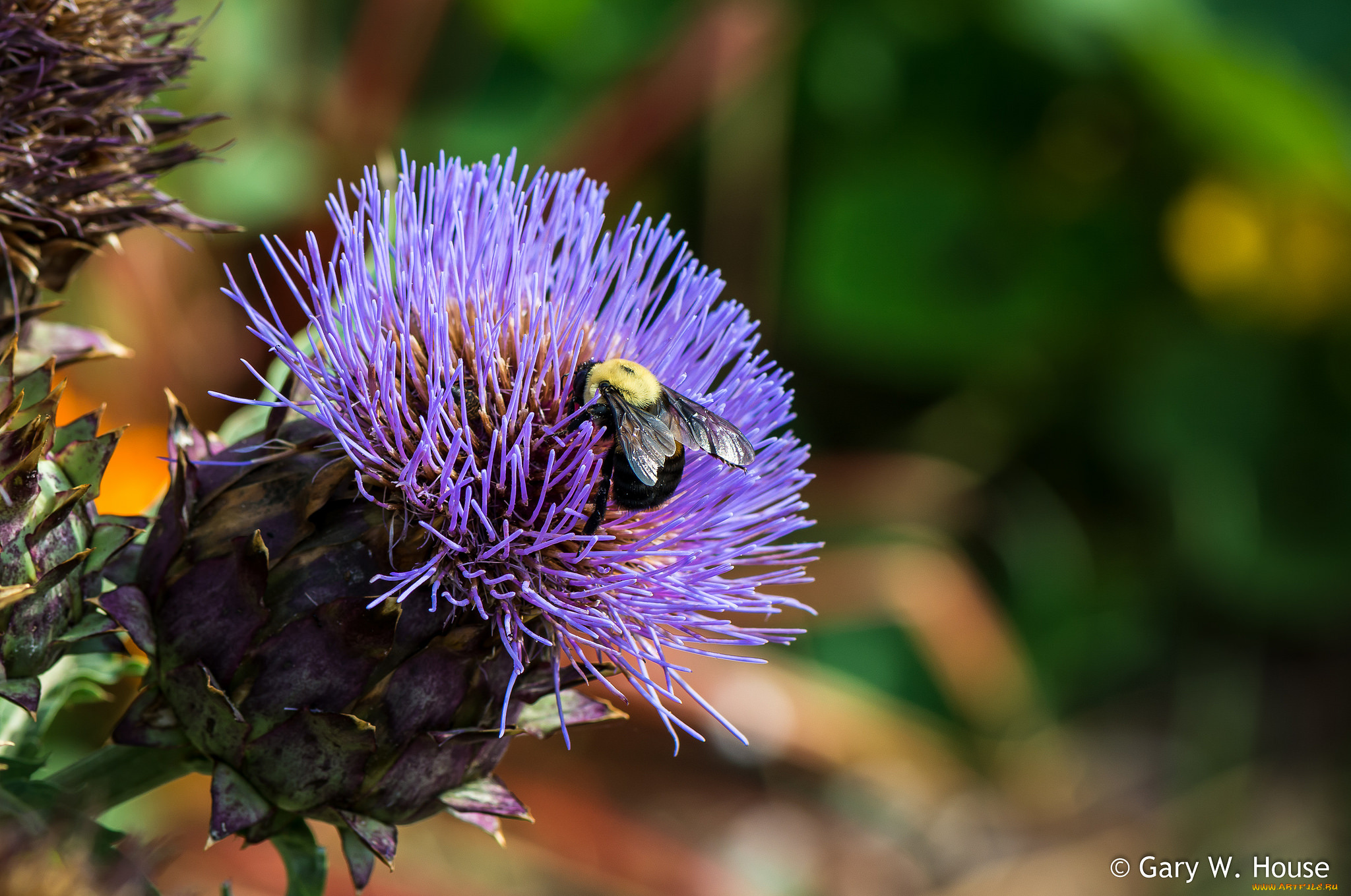 цветы, Чертополох, , репейник, чертополох