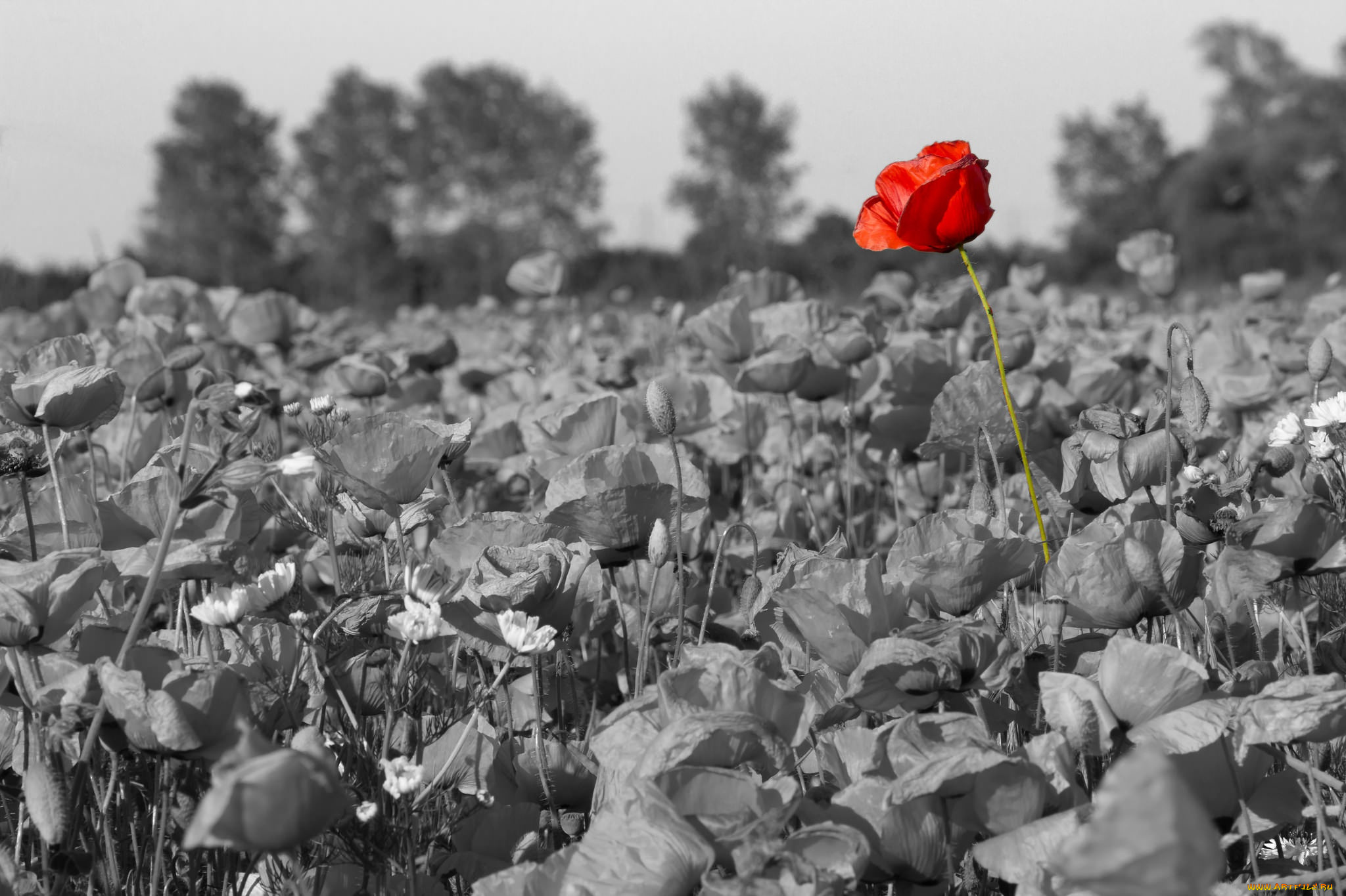 цветы, маки, природа