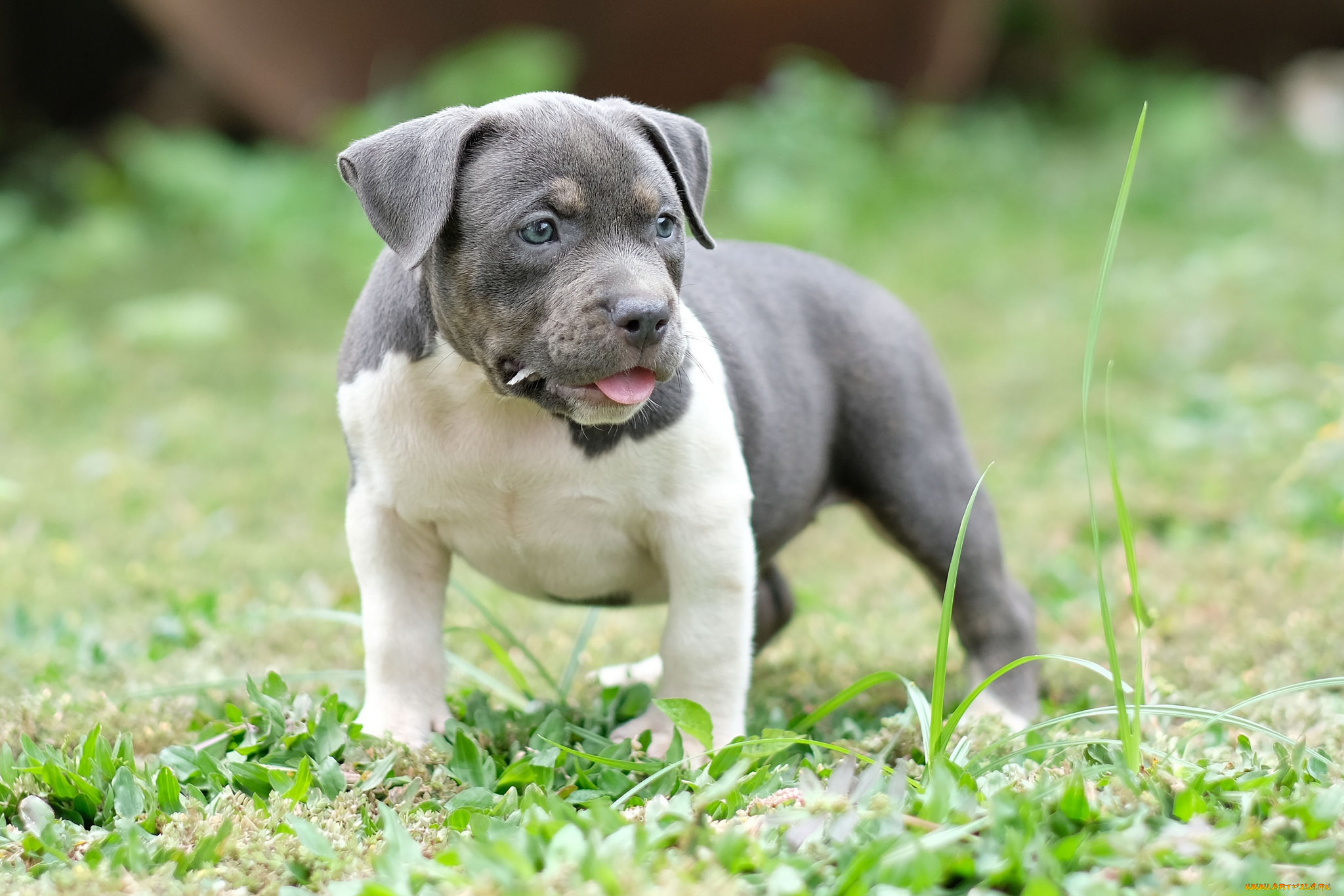 животные, собаки, собака, щенок, фон