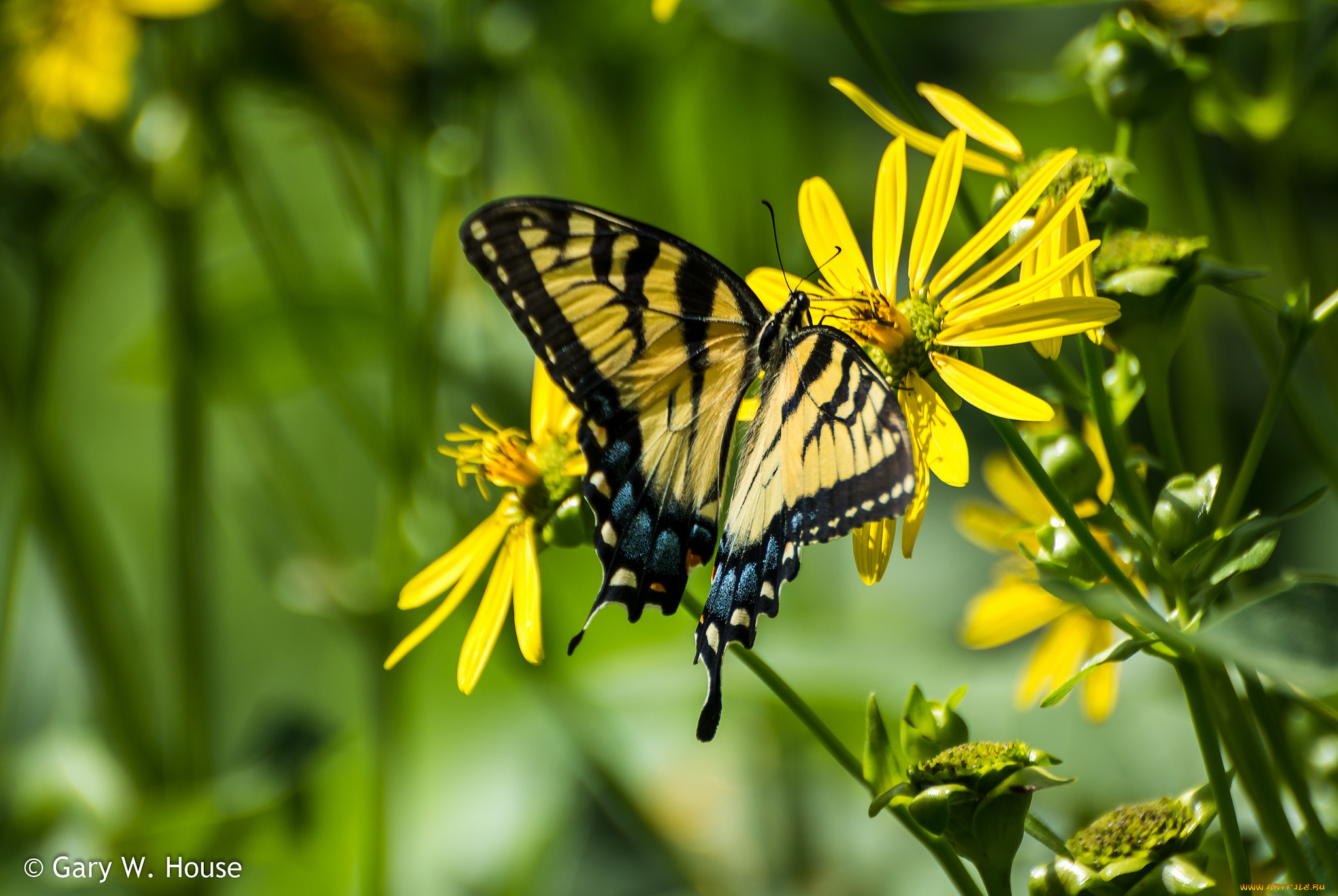животные, бабочки, , мотыльки, , моли, бабочка, макро