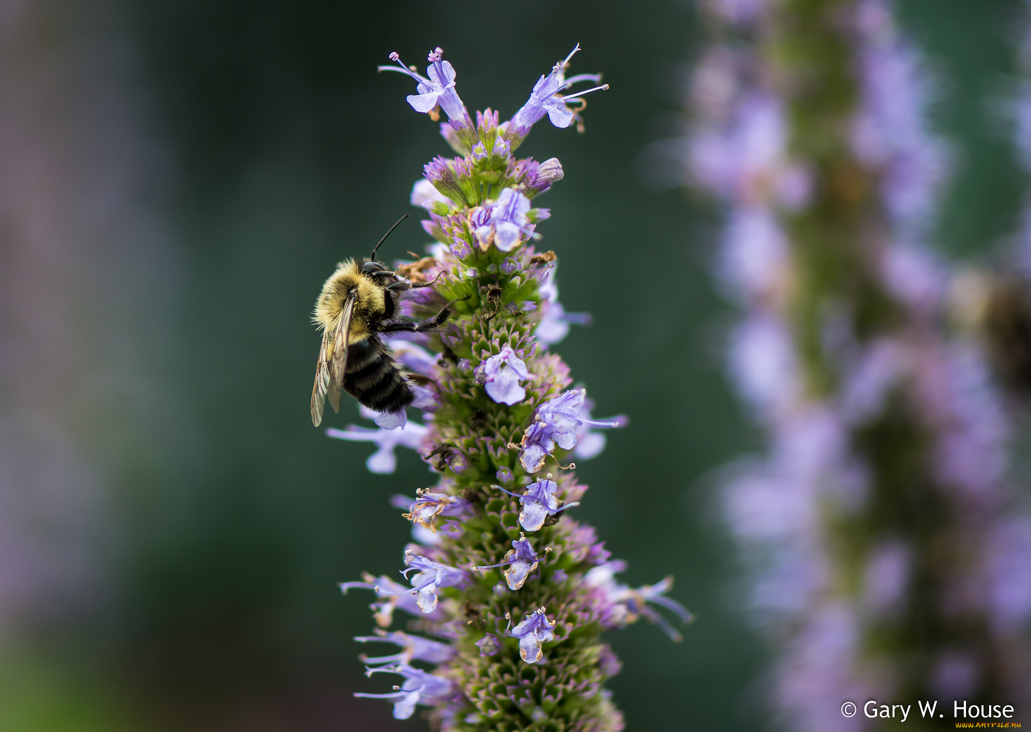 цветы, луговые, , полевые, , цветы, макро