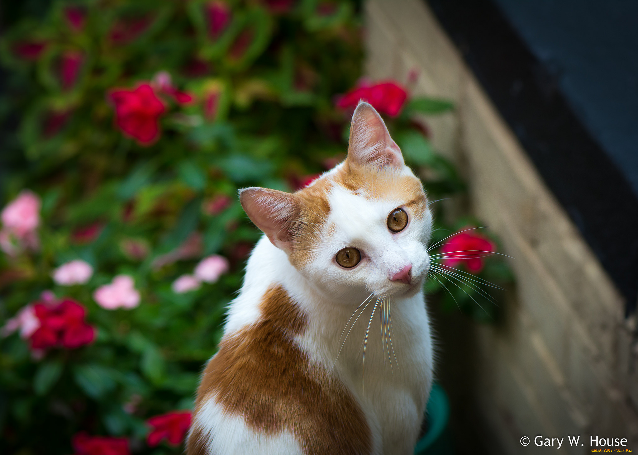 животные, коты, кот, взгляд