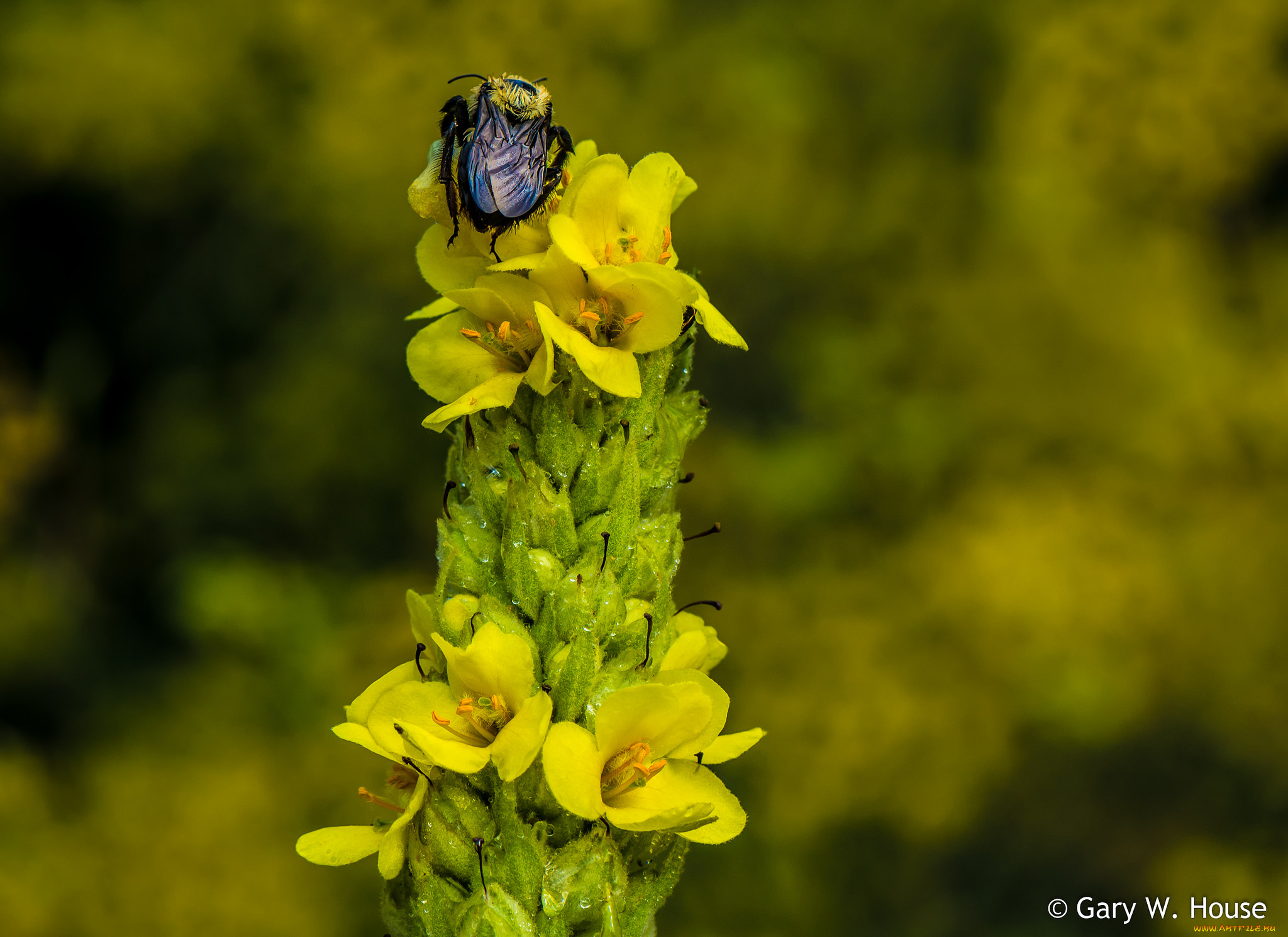 цветы, луговые, , полевые, , цветы, насекомое