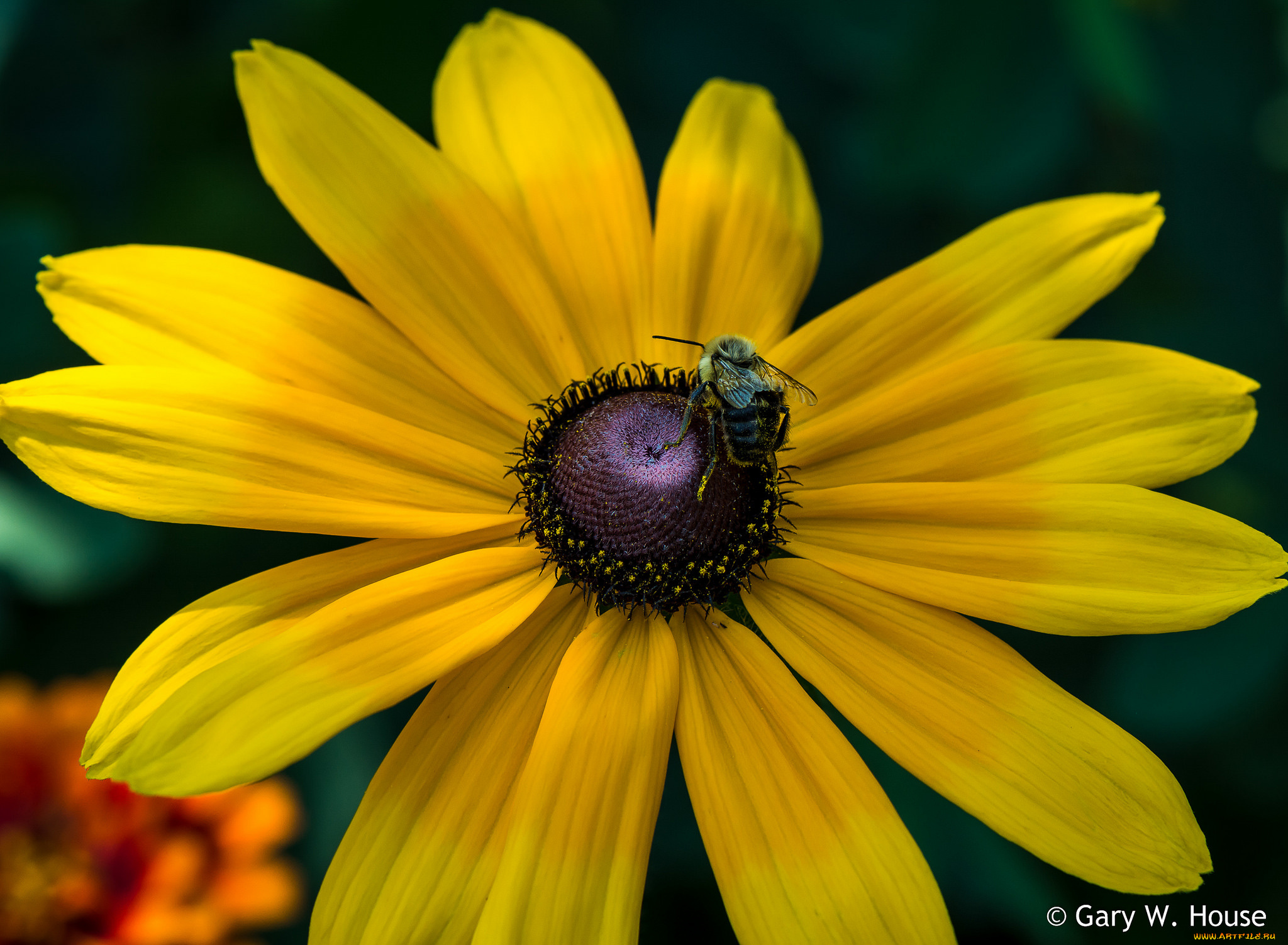 цветы, рудбекия, цветок, жёлтый