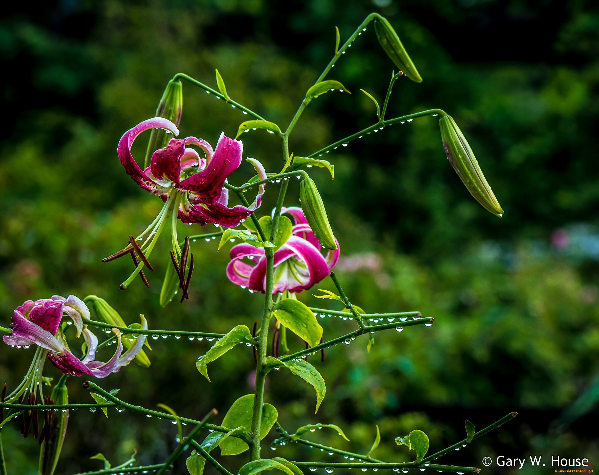 цветы, лилии, , лилейники, капли