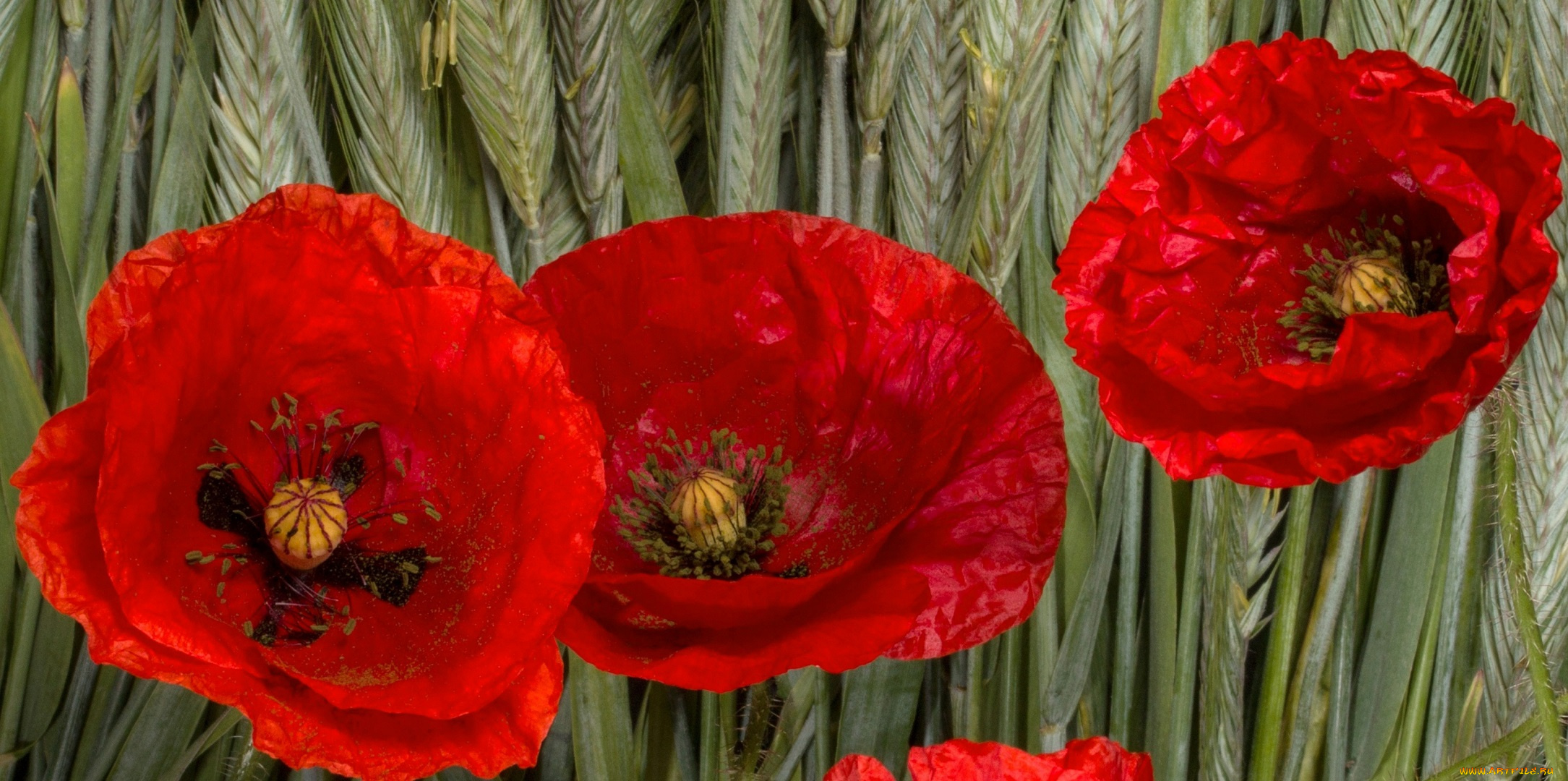 цветы, маки, липестки, природа, колосья