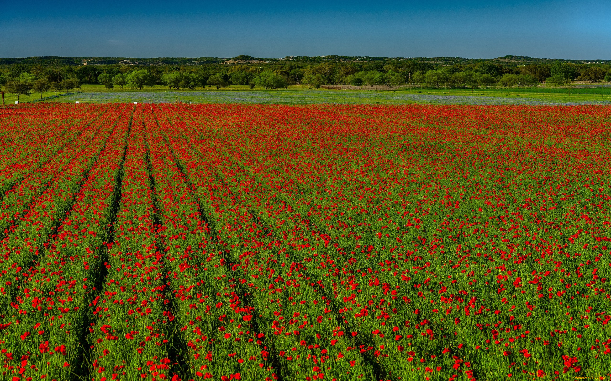 цветы, маки, красные, поле, солнечно