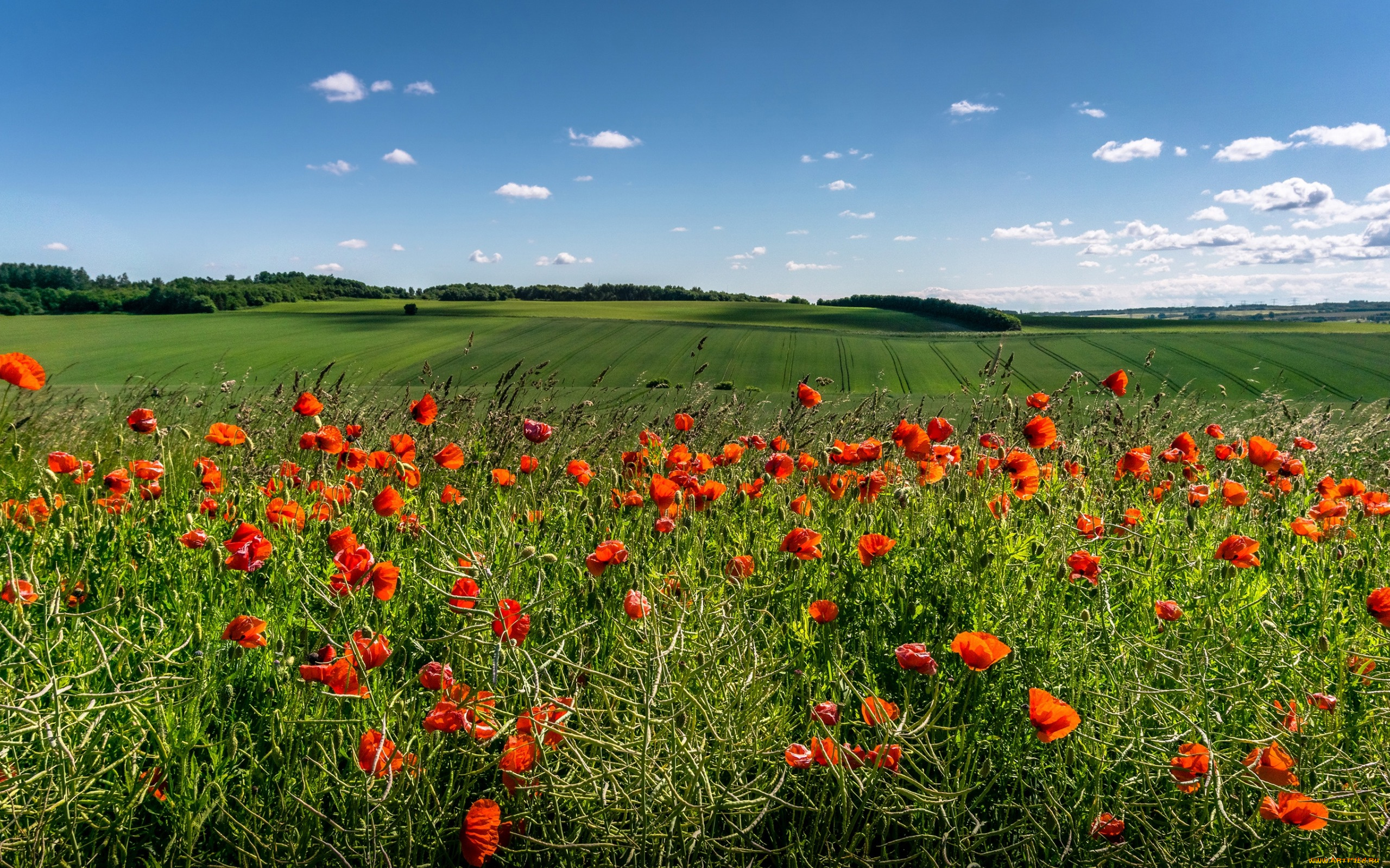 цветы, маки, облака, небо, солнце, зелень, красные, поля