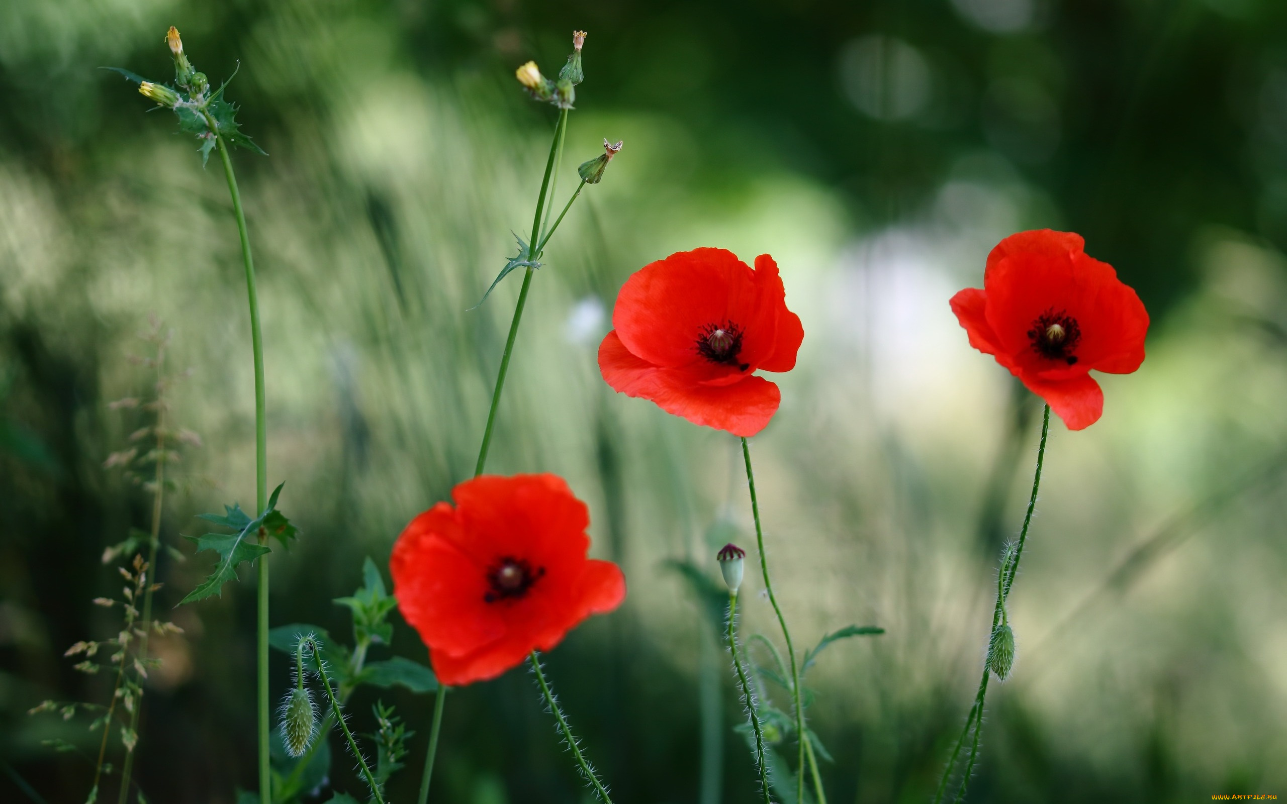 цветы, маки, природа