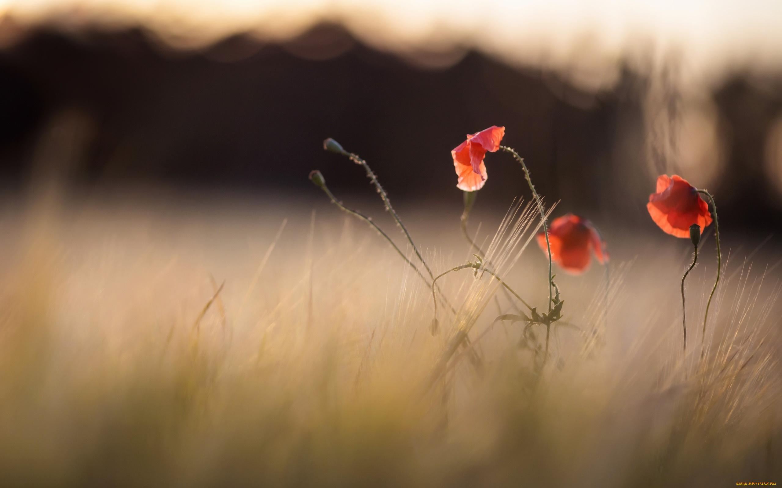 цветы, маки, природа, лето