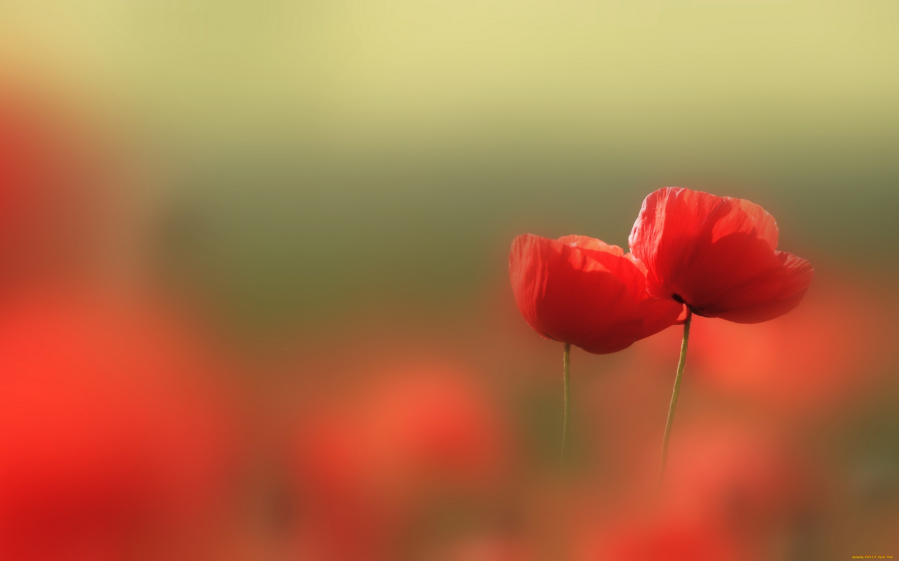 цветы, маки, лето