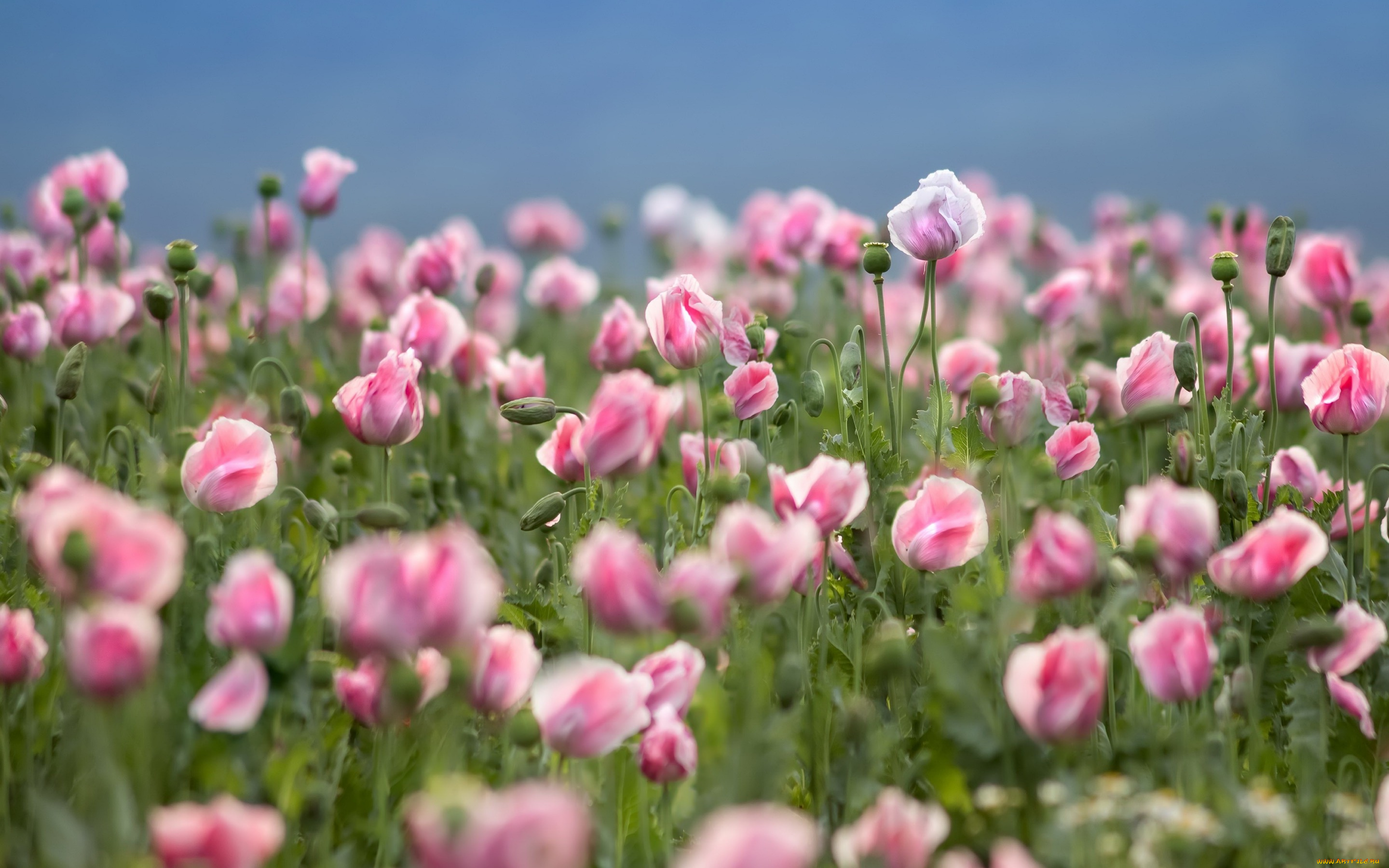 цветы, маки, природа, лето