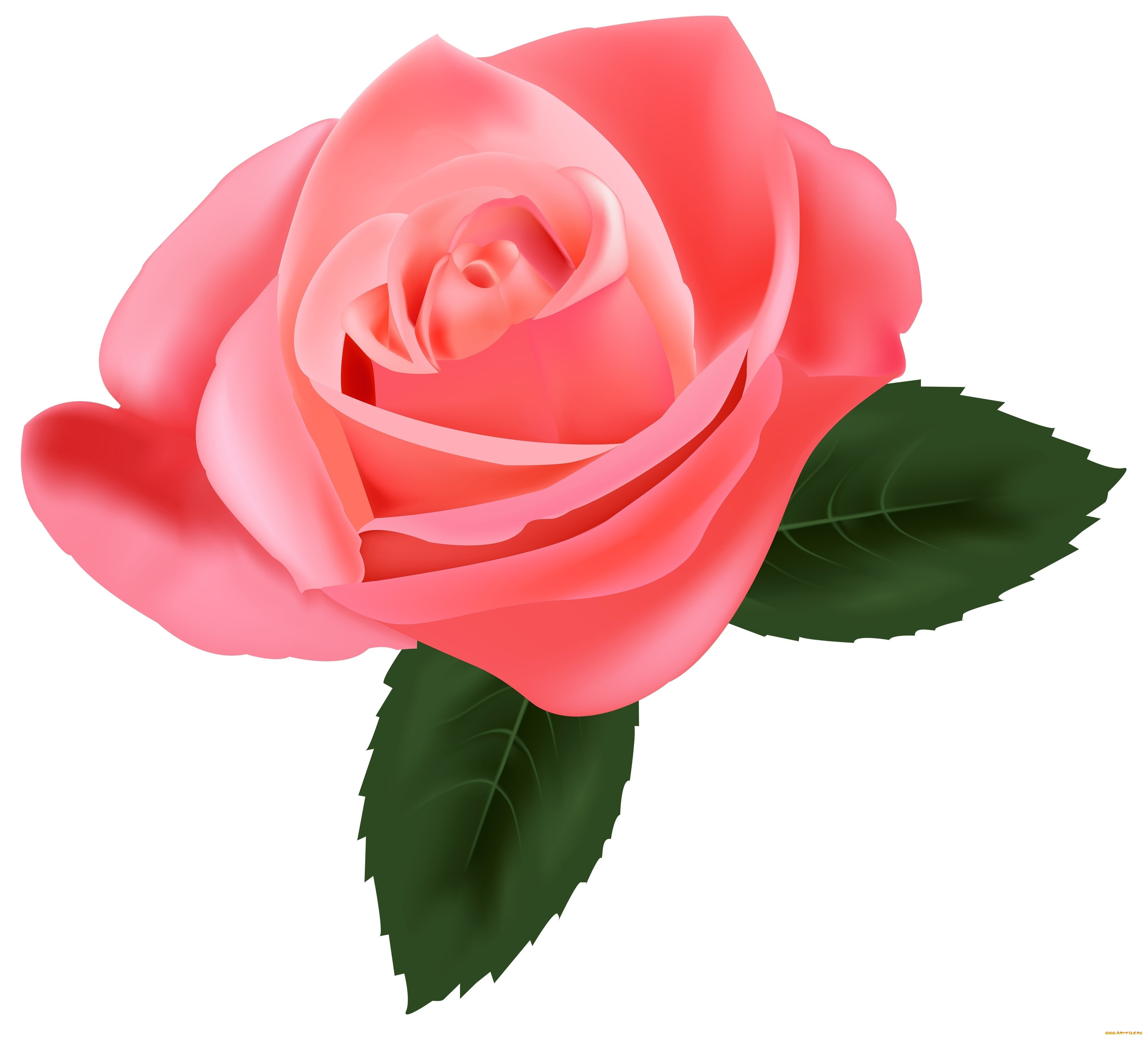 векторная, графика, цветы, , flowers, роза, фон, цветы