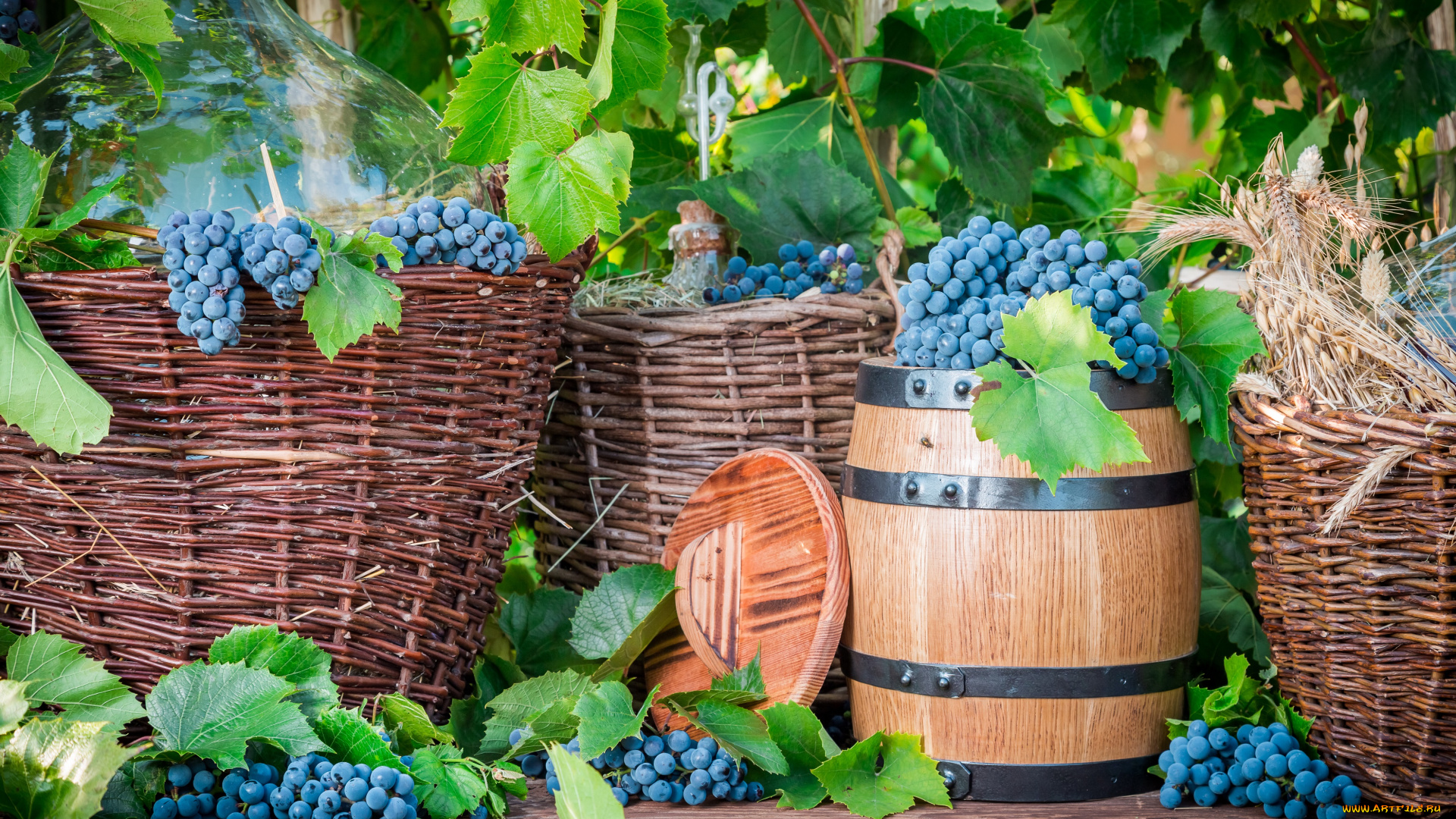 еда, виноград, сбор, урожая, запас