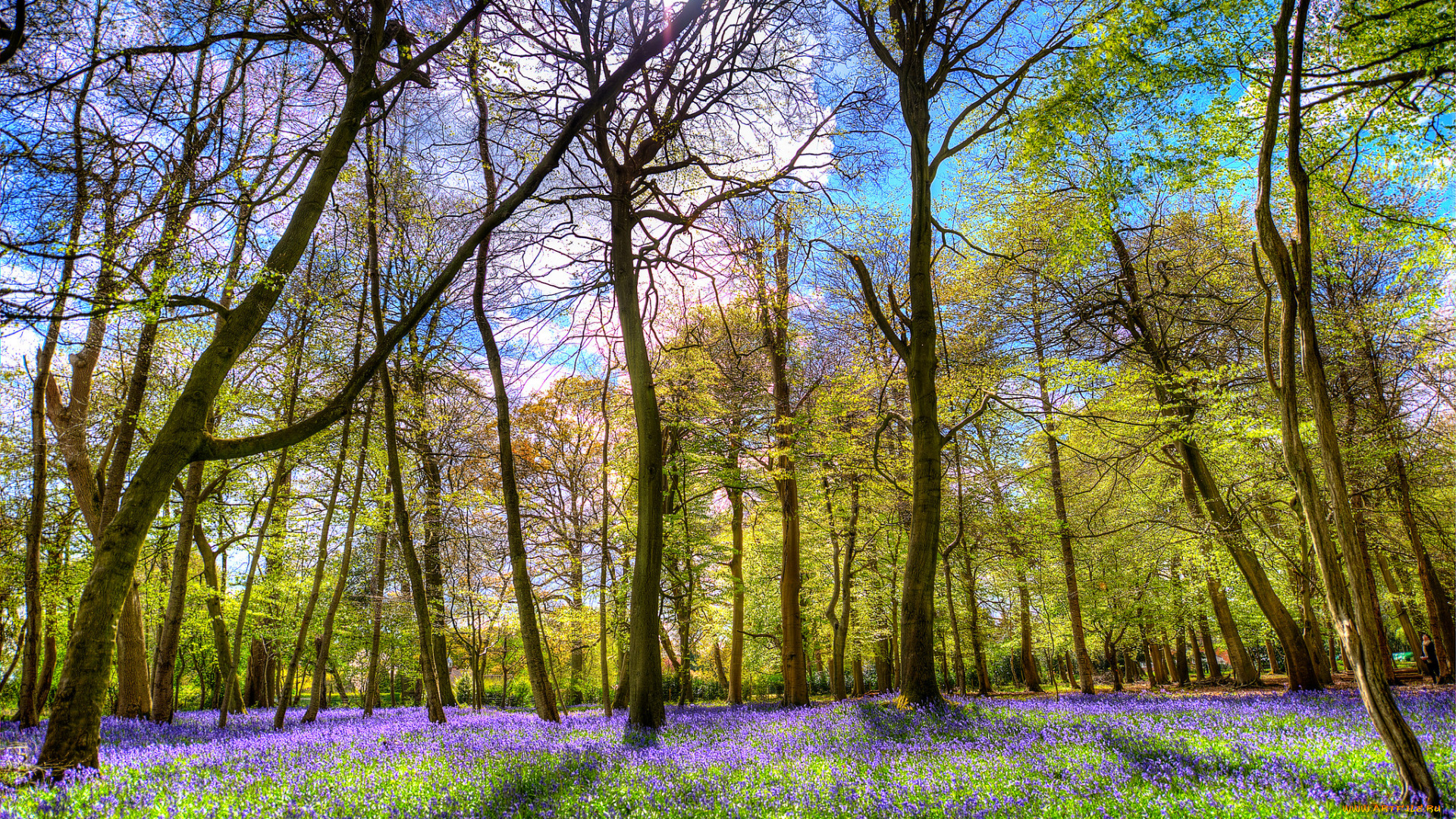 природа, лес, простор