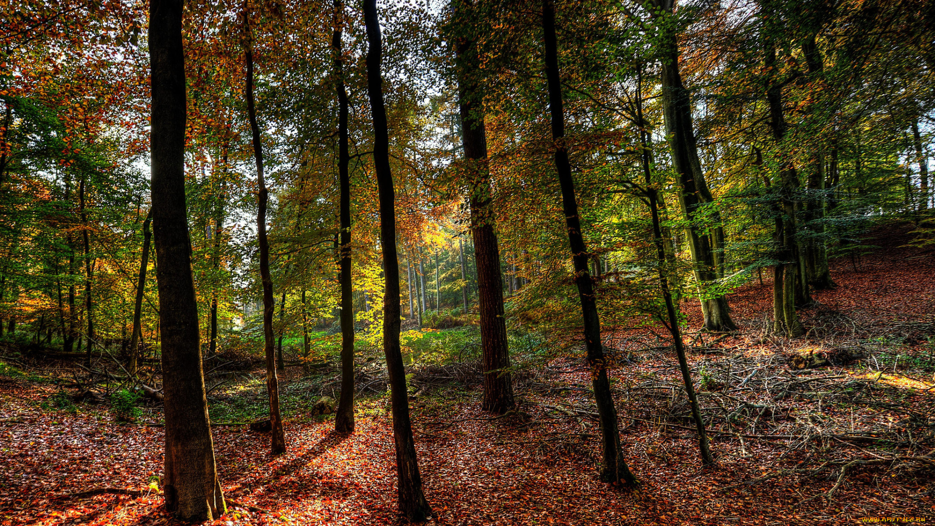 природа, лес, простор