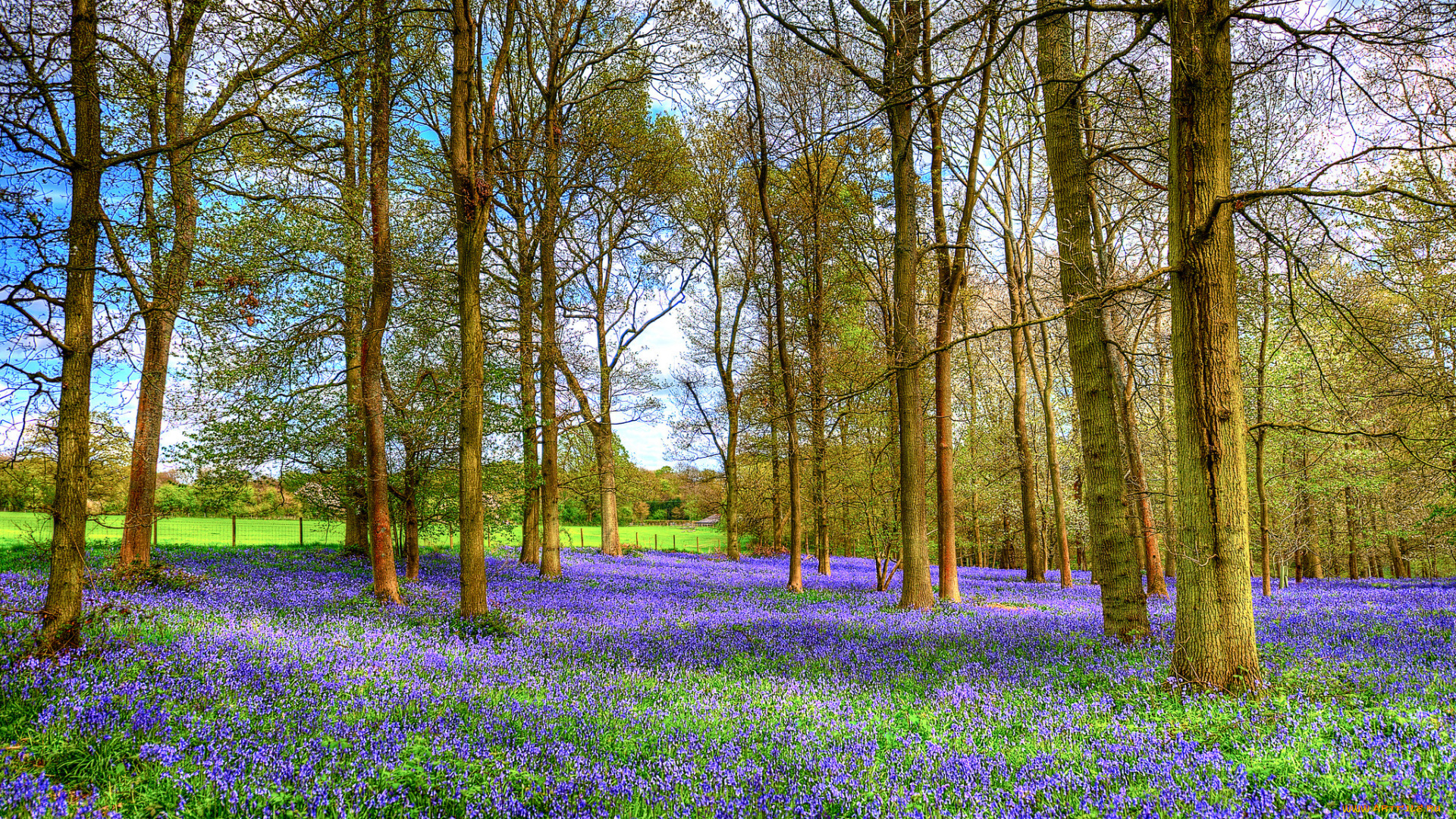 природа, луга, простор