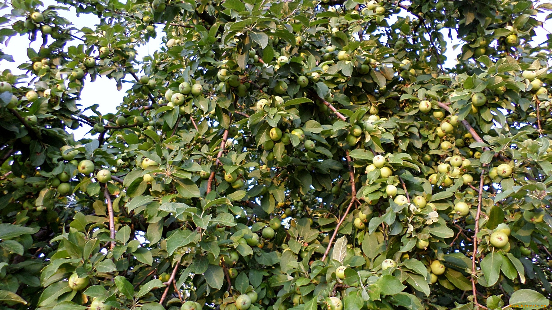 природа, плоды, Яблоня, созревание